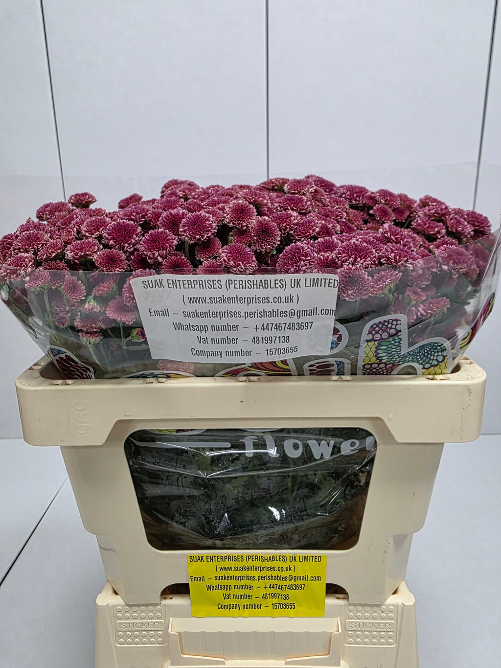 Farm Fresh Santini Mad Cherry Tyolo (Bunch of 25 stems, Length 55cm)