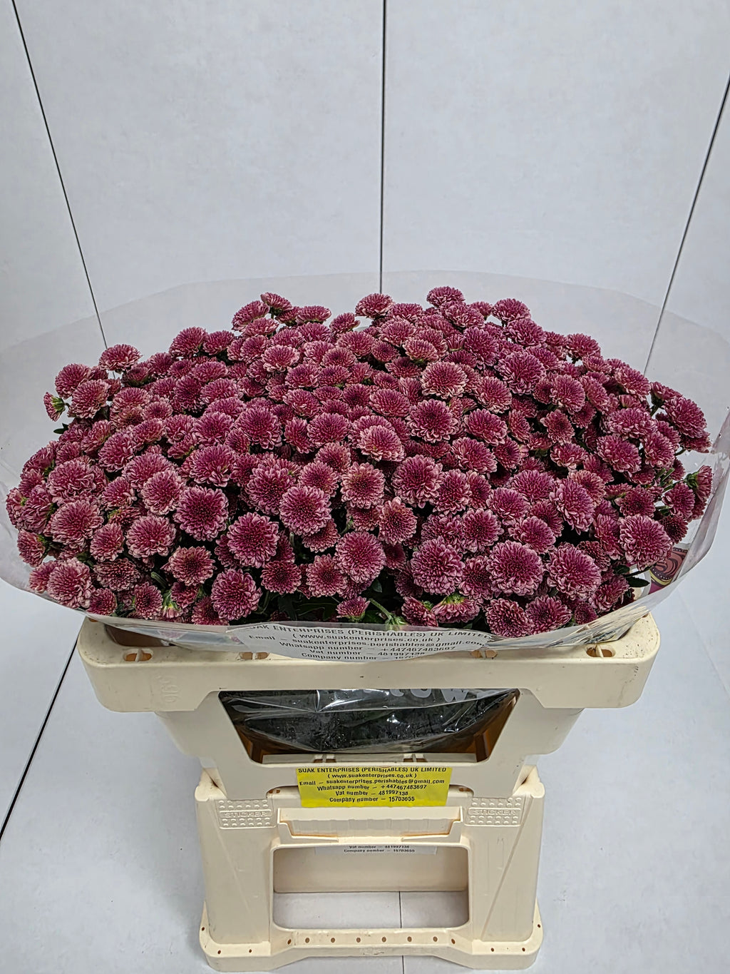 Farm Fresh Santini Mad Cherry Tyolo (Bunch of 25 stems, Length 55cm)