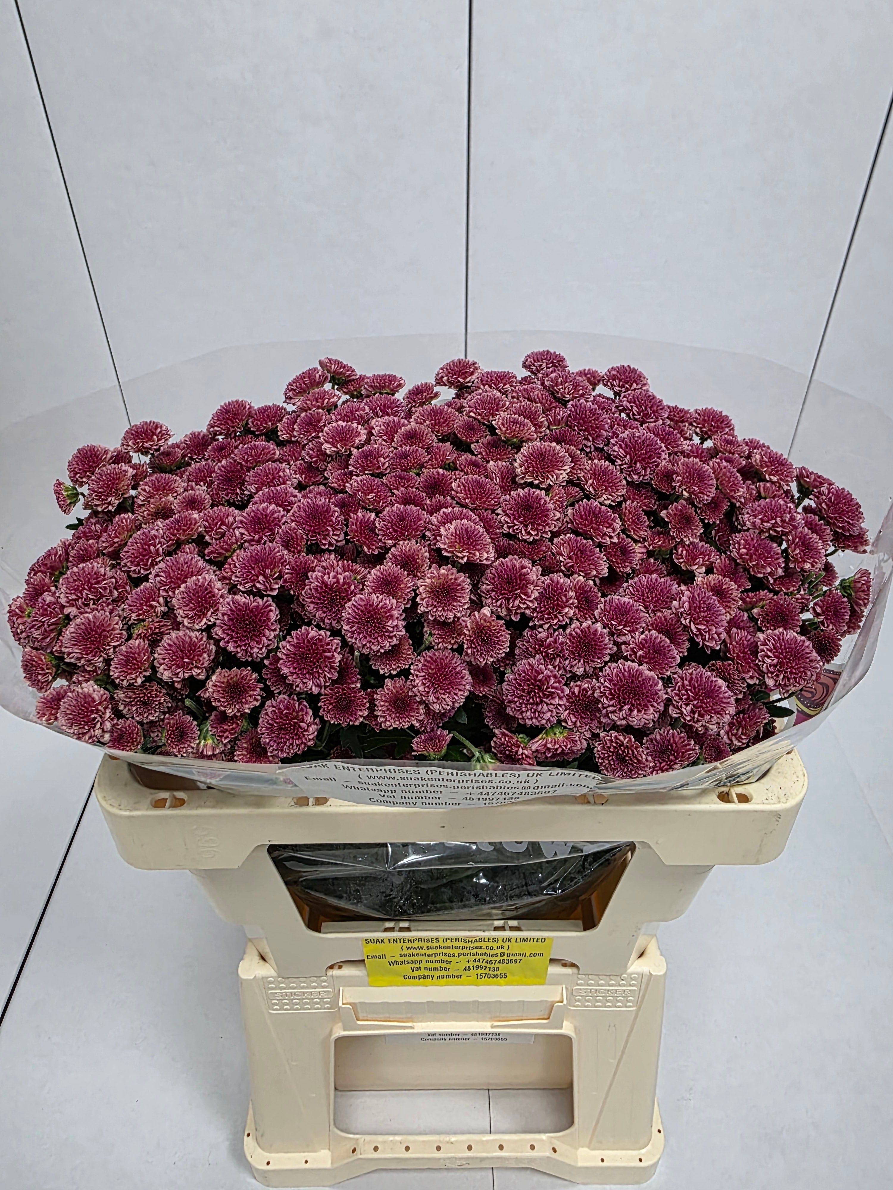 Farm Fresh Santini Mad Cherry Tyolo (Bunch of 25 stems, Length 55cm)