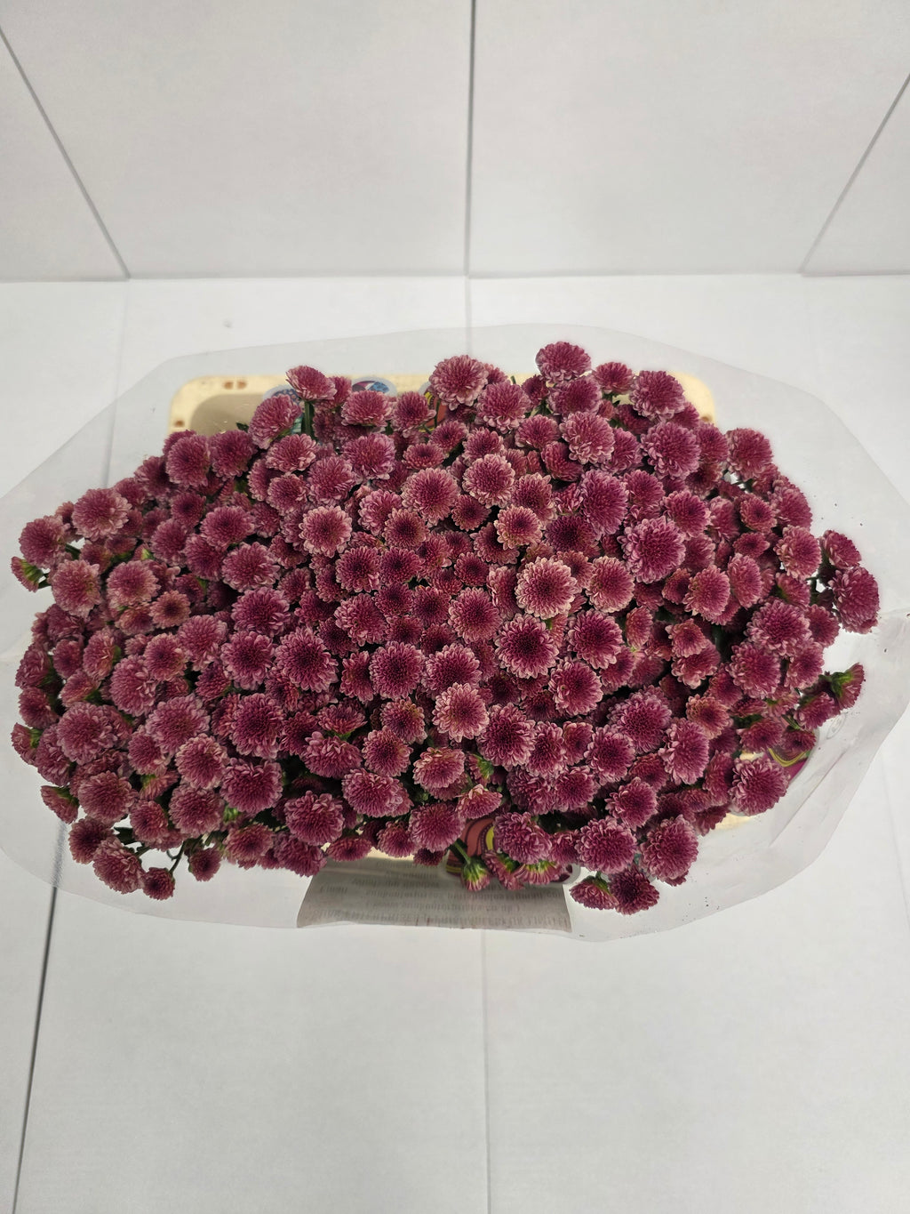 Farm Fresh Santini Mad Cherry Tyolo (Bunch of 25 stems, Length 55cm)