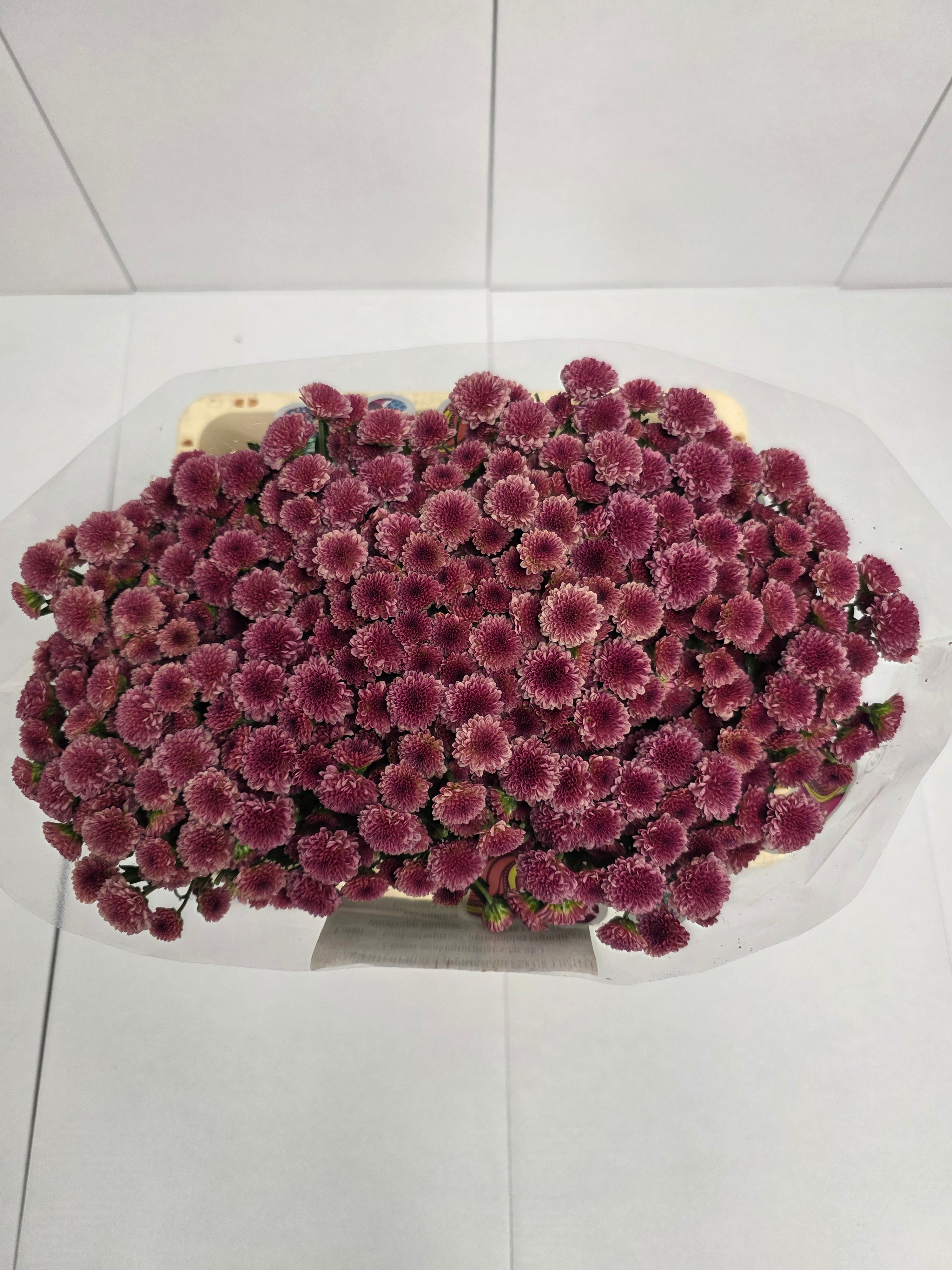 Farm Fresh Santini Mad Cherry Tyolo (Bunch of 25 stems, Length 55cm)