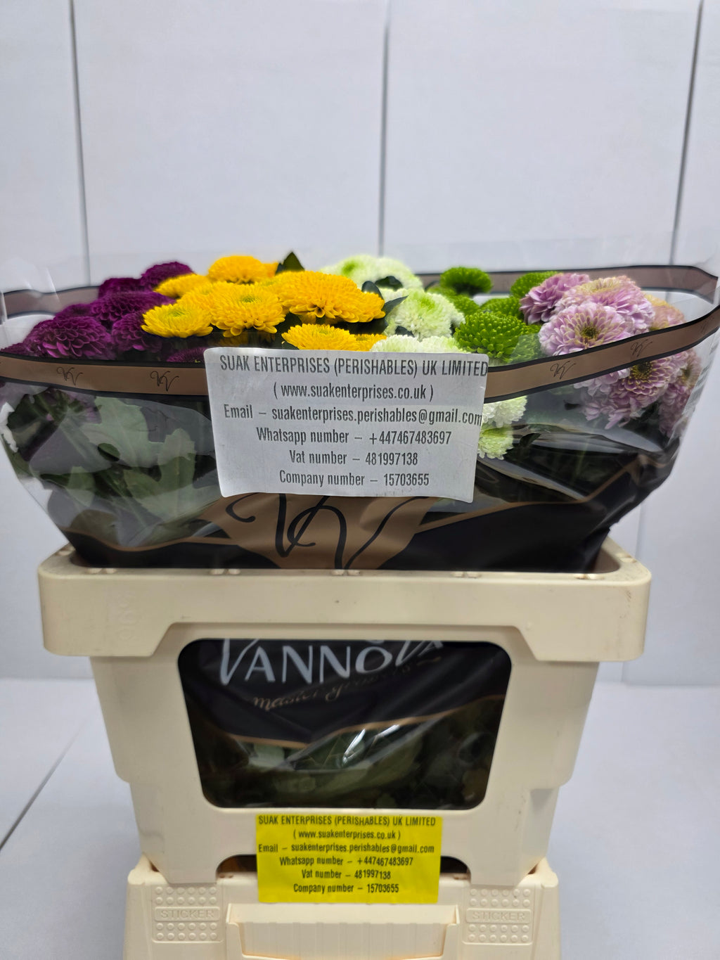 Farm Fresh Santini Pompoen Mixed (Bunch of 25 stems, Length 55cm)