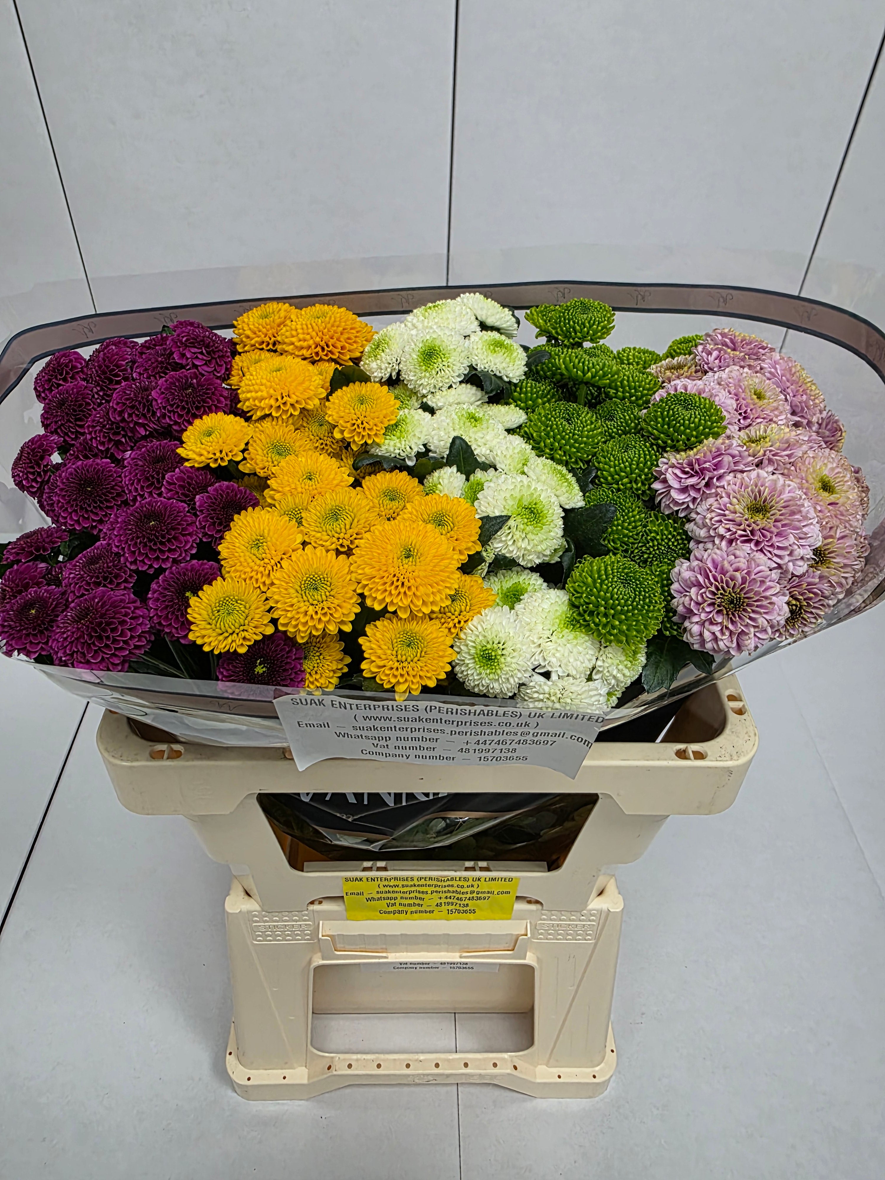 Farm Fresh Santini Pompoen Mixed (Bunch of 25 stems, Length 55cm)