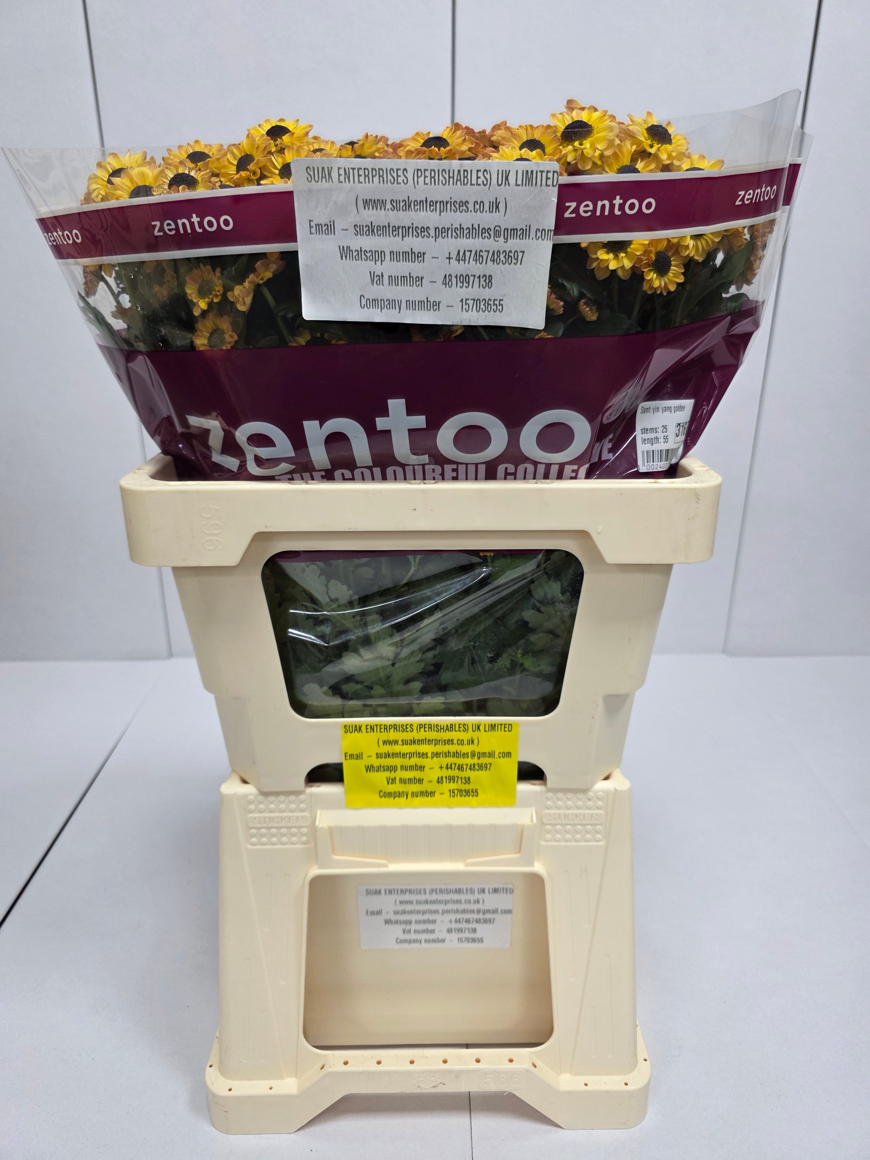 Farm Fresh Santini Yin Yang Golden (Bunch of 25 stems, Length 55cm)