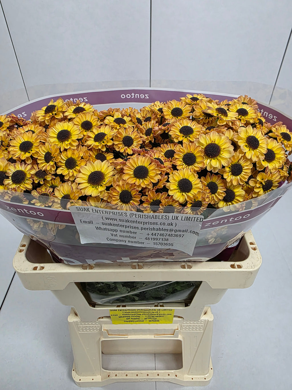 Farm Fresh Santini Yin Yang Golden (Bunch of 25 stems, Length 55cm)
