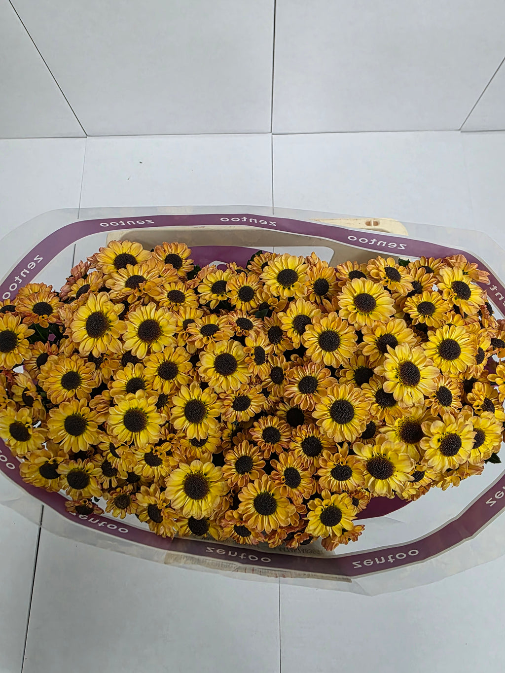 Farm Fresh Santini Yin Yang Golden (Bunch of 25 stems, Length 55cm)