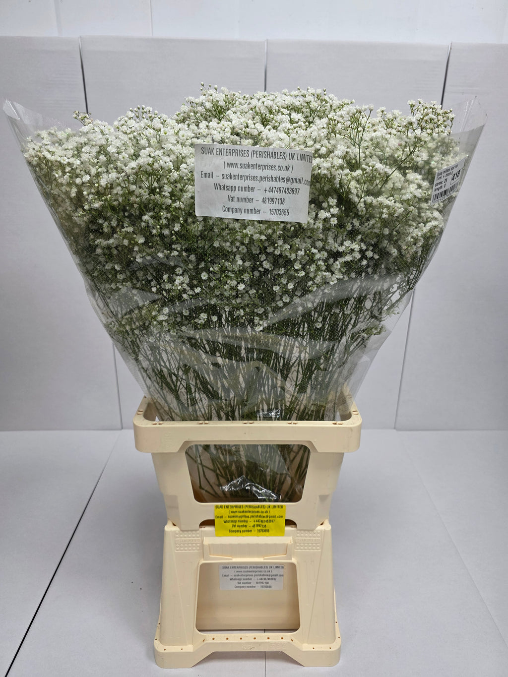Farm Fresh Gypsophilia Million Star Naturel + Disco G(Bunch of 25stems, Length 80cm)