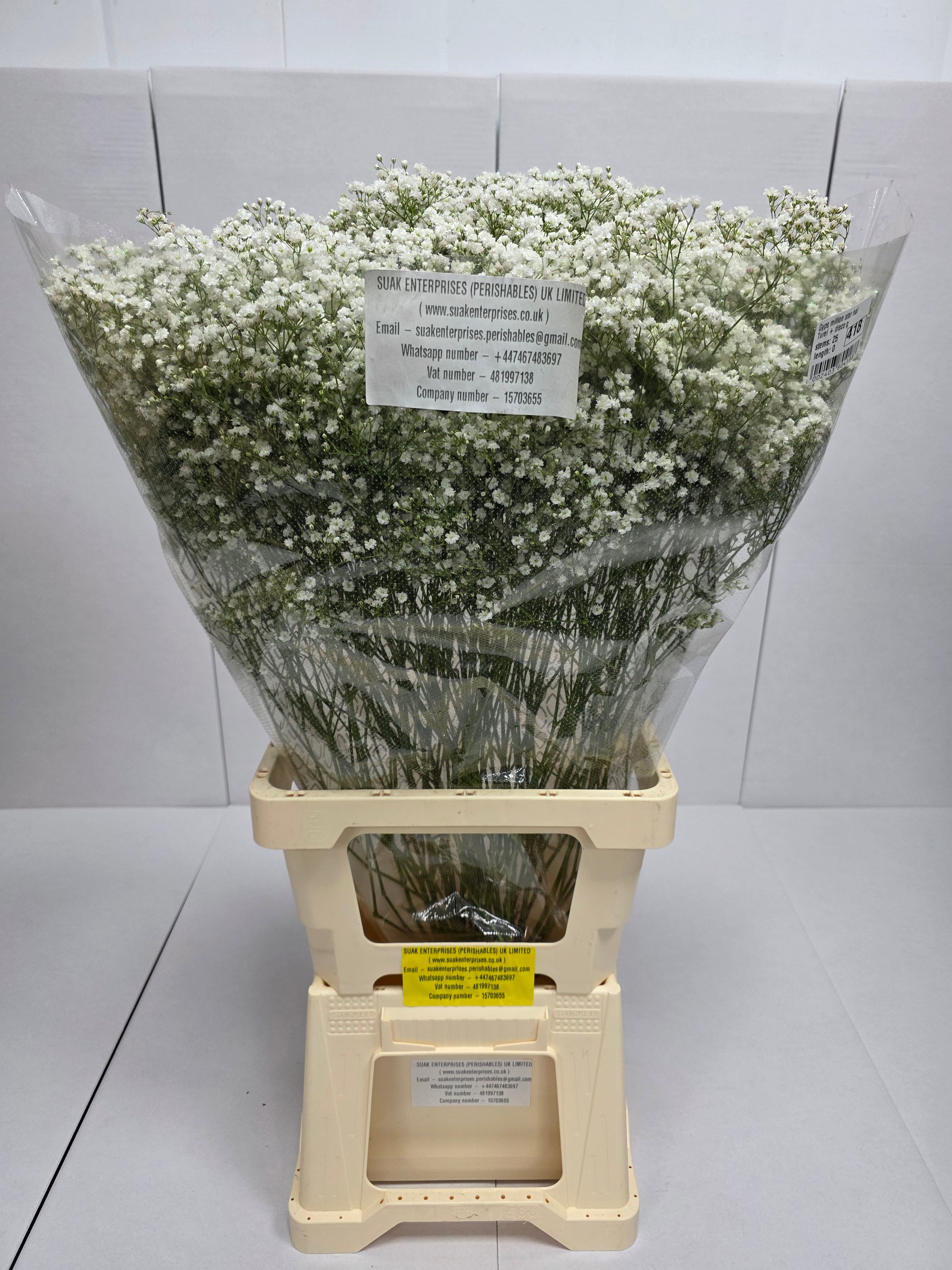 Farm Fresh Gypsophilia Million Star Naturel + Disco G(Bunch of 25stems, Length 80cm)