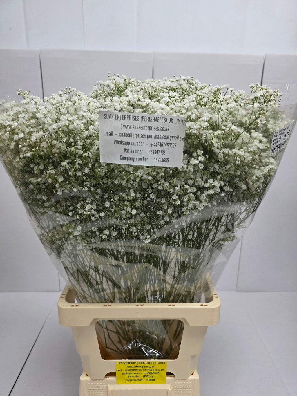 Farm Fresh Gypsophilia Million Star Naturel + Disco G(Bunch of 25stems, Length 80cm)