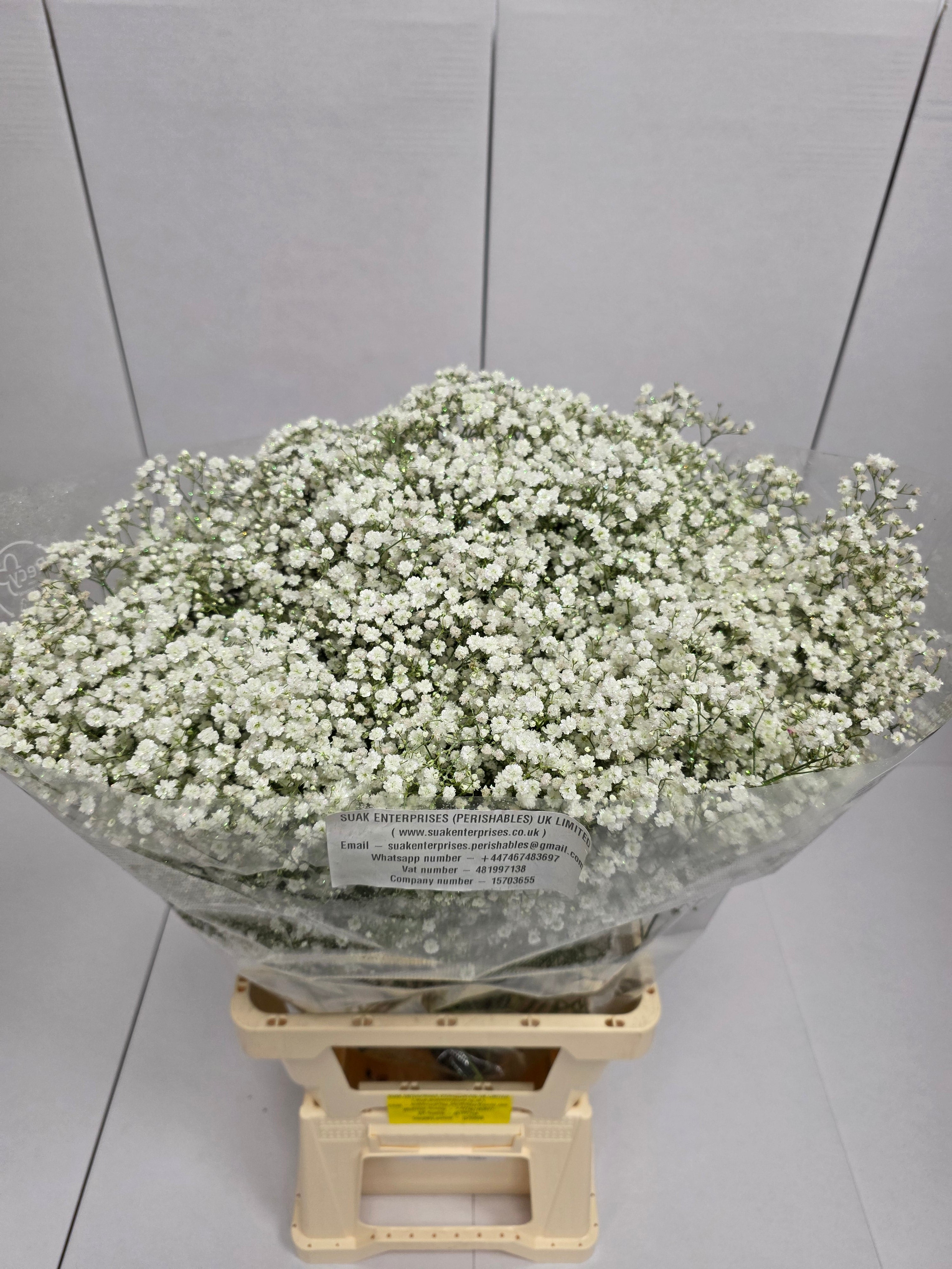 Farm Fresh Gypsophilia Million Star Naturel + Disco G(Bunch of 25stems, Length 80cm)