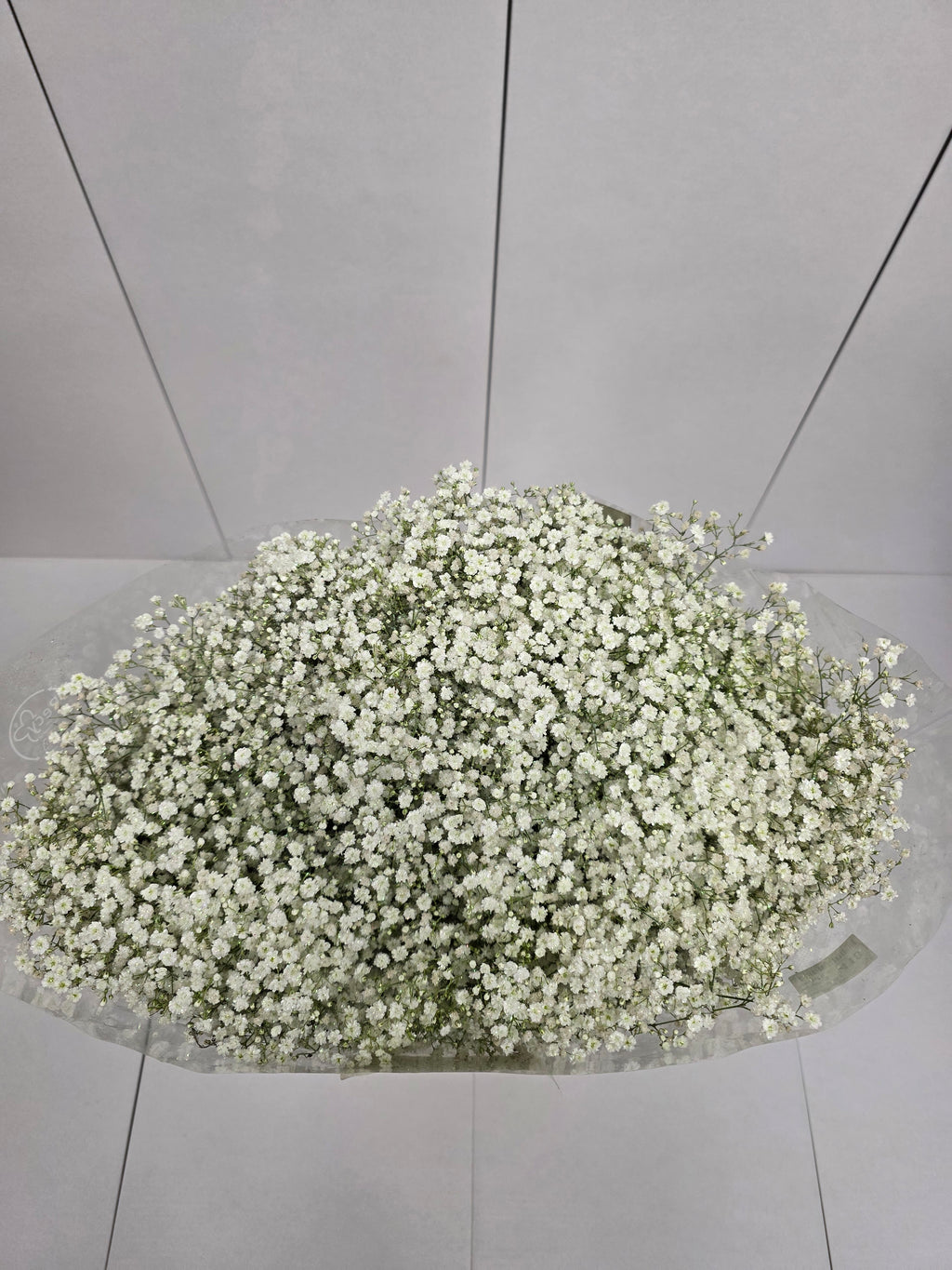 Farm Fresh Gypsophilia Million Star Naturel + Disco G(Bunch of 25stems, Length 80cm)