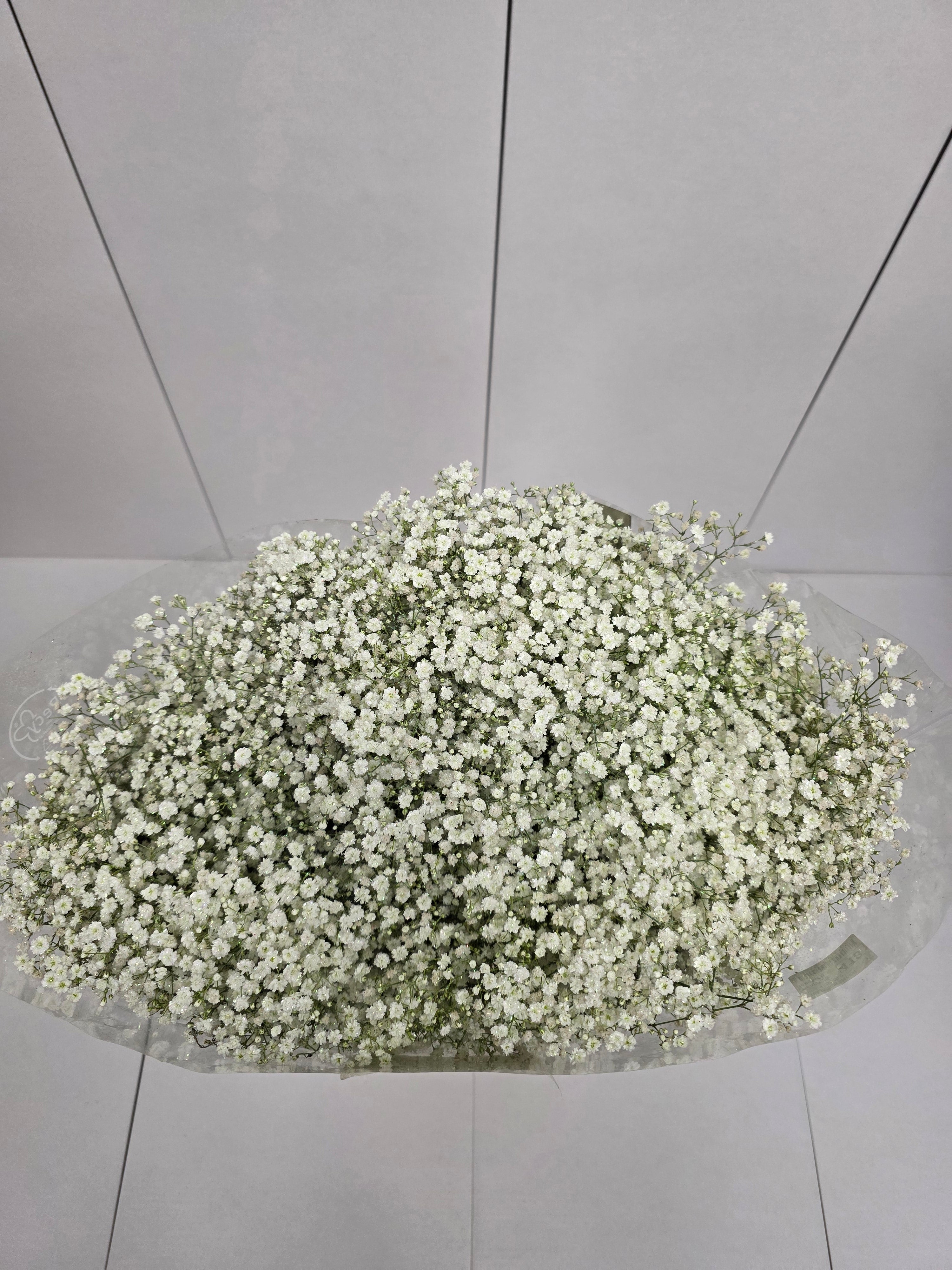 Farm Fresh Gypsophilia Million Star Naturel + Disco G(Bunch of 25stems, Length 80cm)