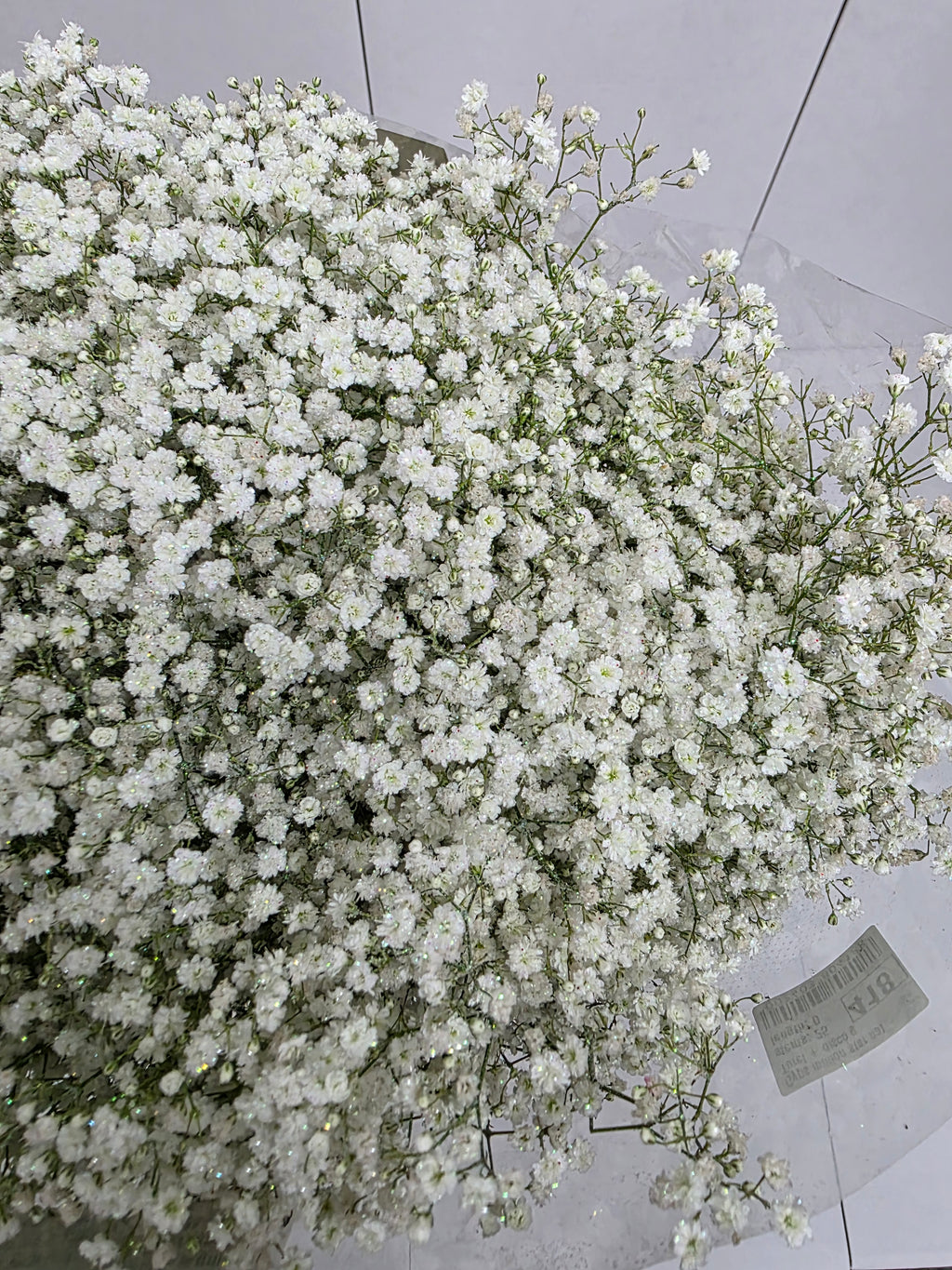 Farm Fresh Gypsophilia Million Star Naturel + Disco G(Bunch of 25stems, Length 80cm)