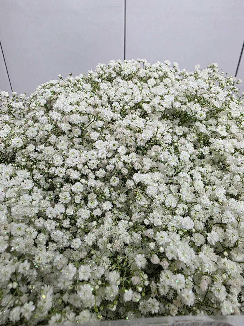 Farm Fresh Gypsophilia Million Star Naturel + Disco G(Bunch of 25stems, Length 80cm)