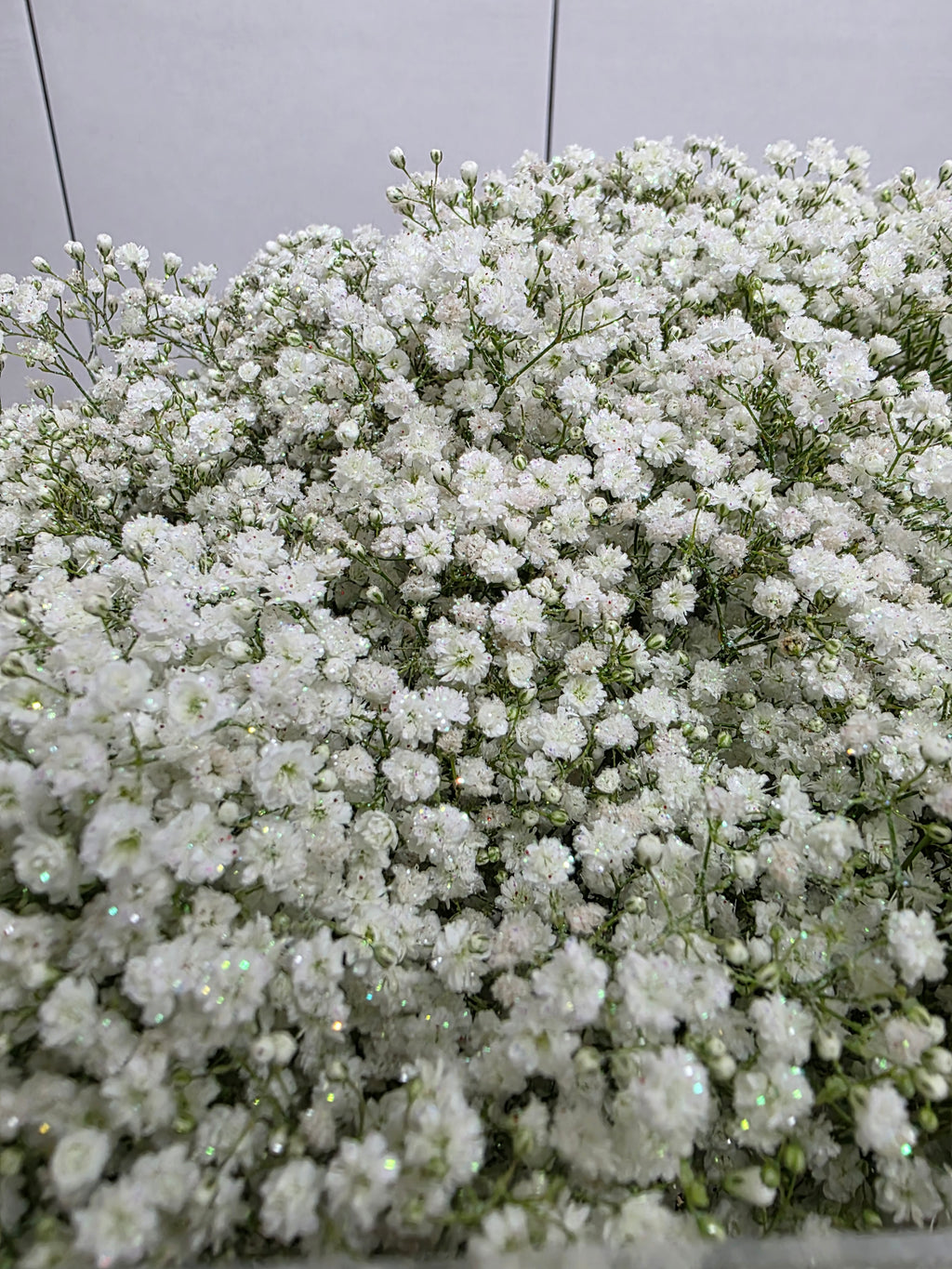 Farm Fresh Gypsophilia Million Star Naturel + Disco G(Bunch of 25stems, Length 80cm)