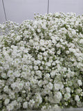 Farm Fresh Gypsophilia Million Star Naturel + Disco G(Bunch of 25stems, Length 80cm)