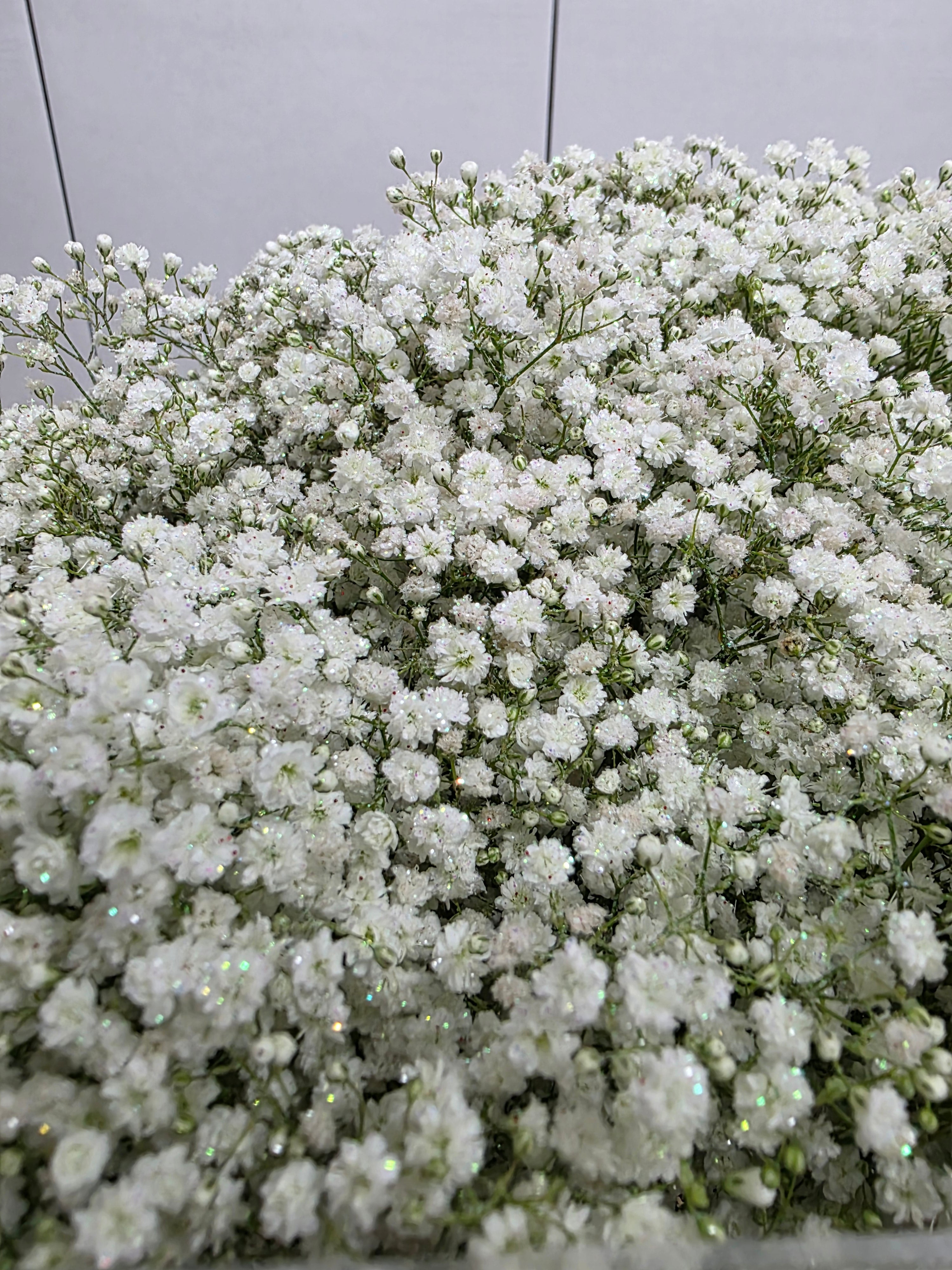 Farm Fresh Gypsophilia Million Star Naturel + Disco G(Bunch of 25stems, Length 80cm)