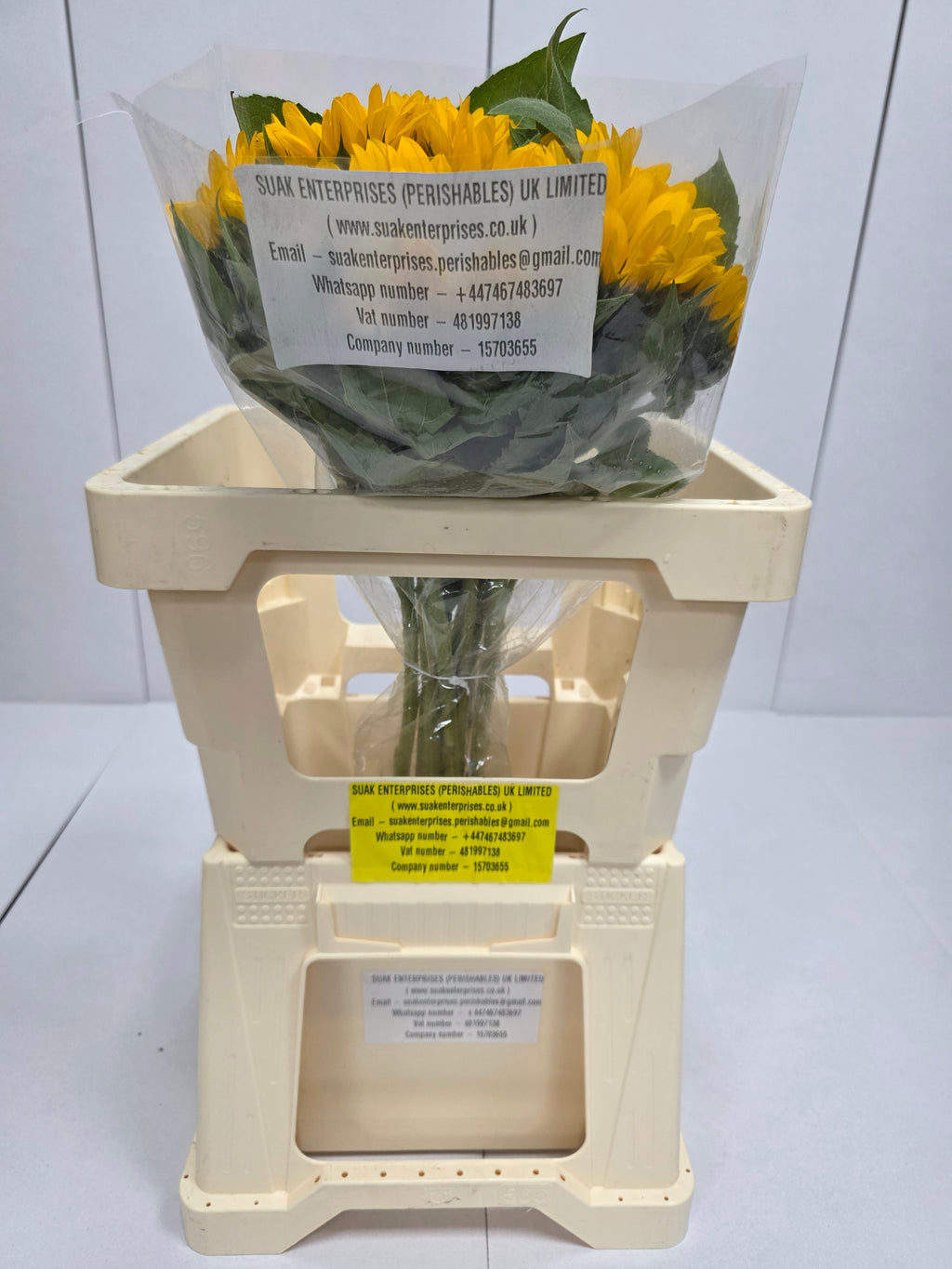 Farm Fresh Helianthus Import(Bunch of 10 stems, Length 65cm)