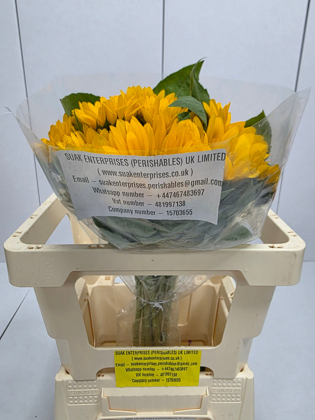 Farm Fresh Helianthus Import(Bunch of 10 stems, Length 65cm)