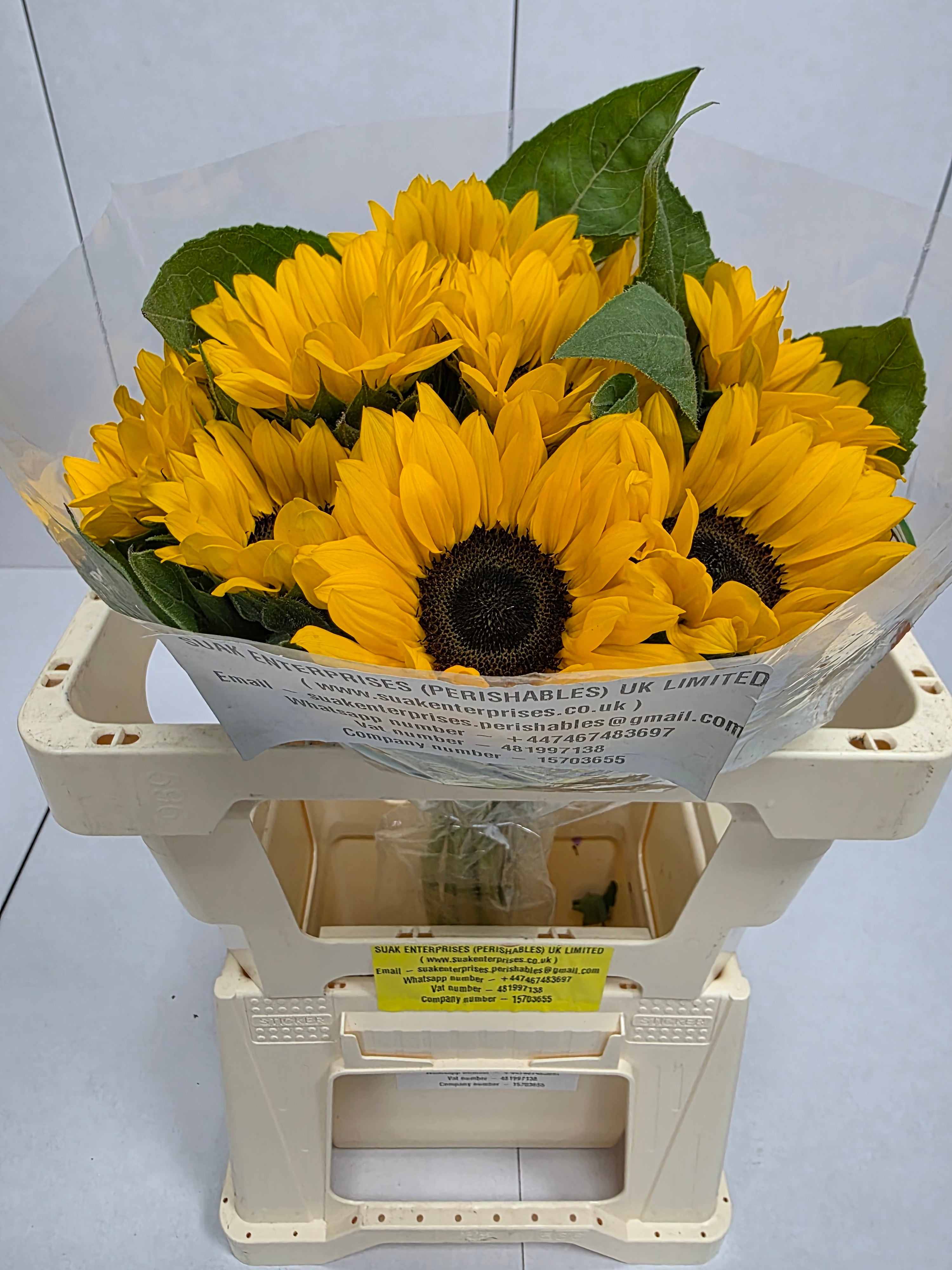 Farm Fresh Helianthus Import(Bunch of 10 stems, Length 65cm)