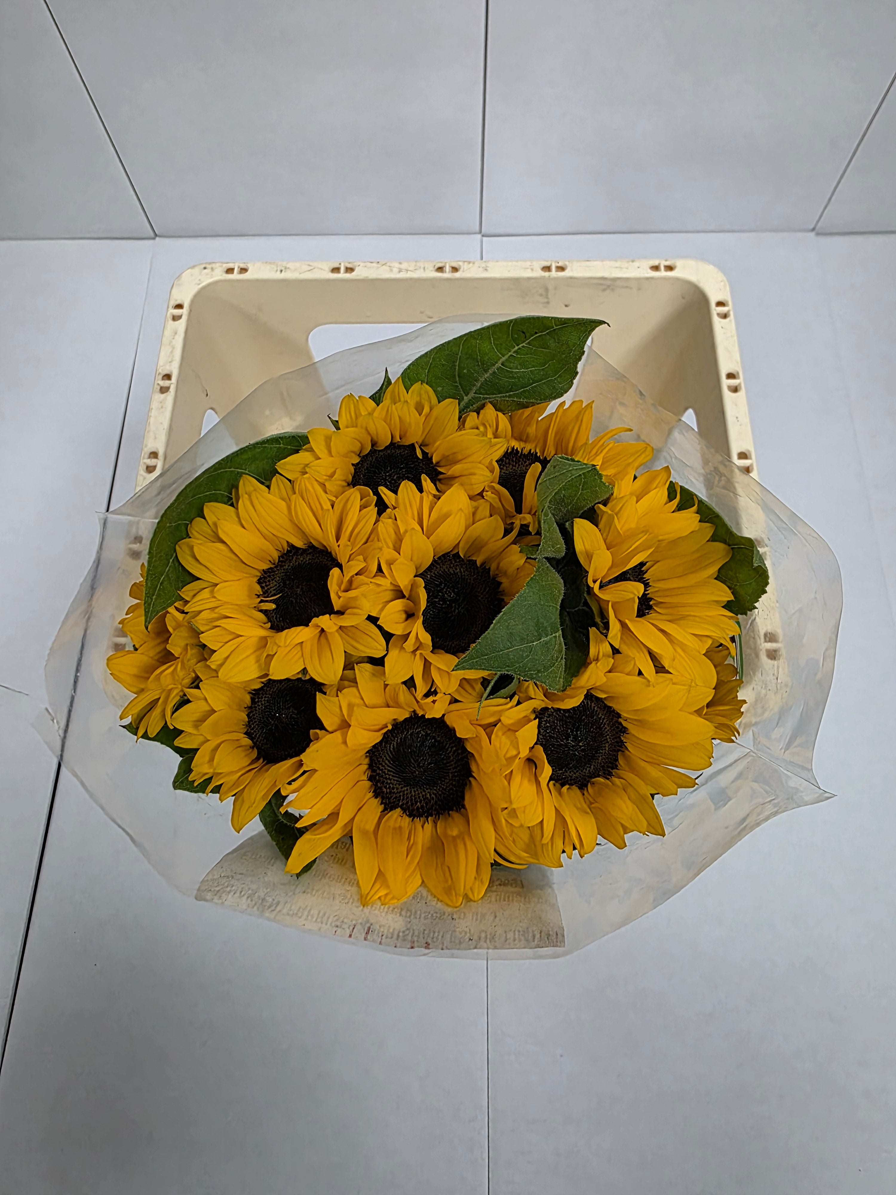 Farm Fresh Helianthus Import(Bunch of 10 stems, Length 65cm)