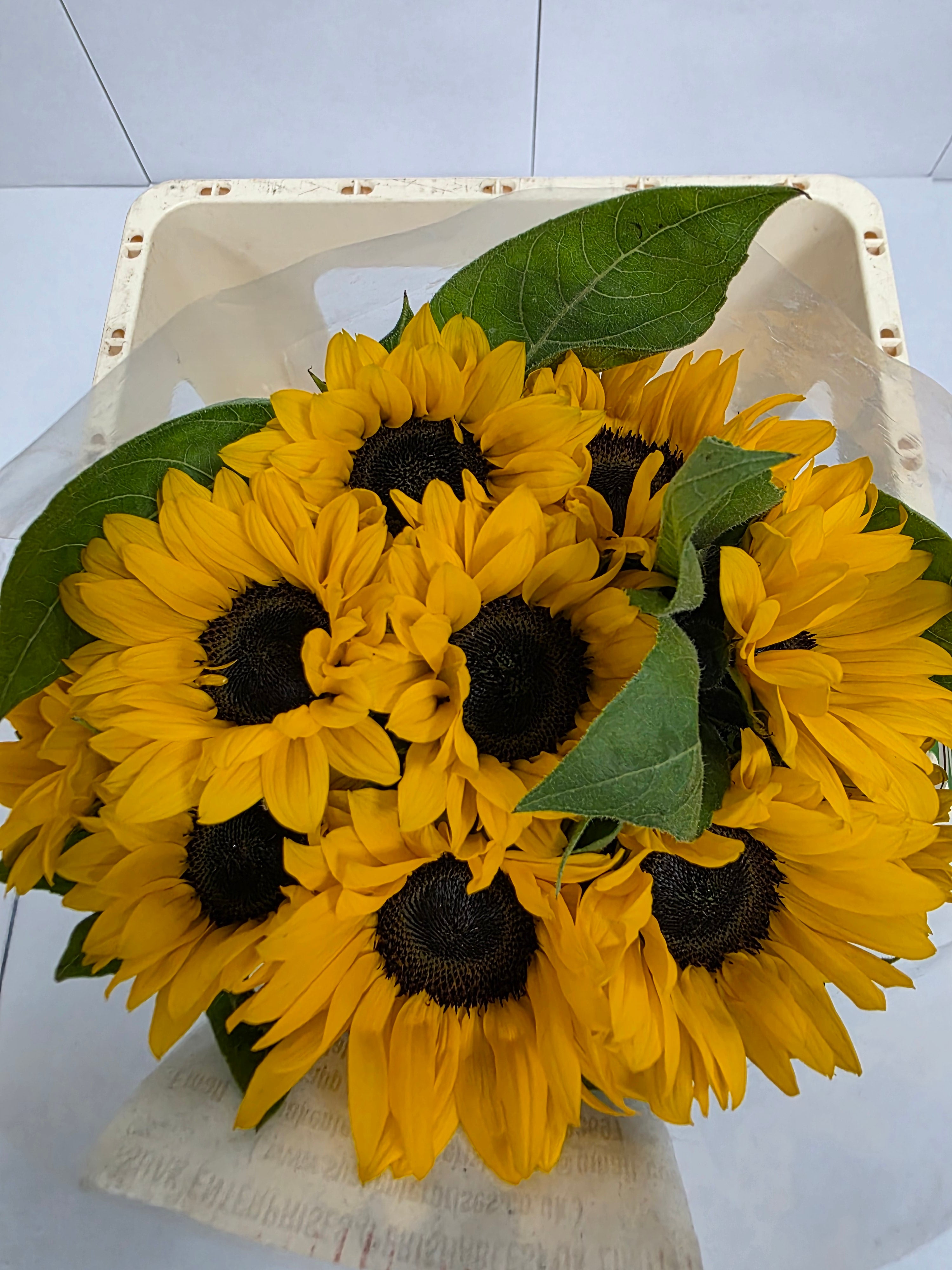 Farm Fresh Helianthus Import(Bunch of 10 stems, Length 65cm)
