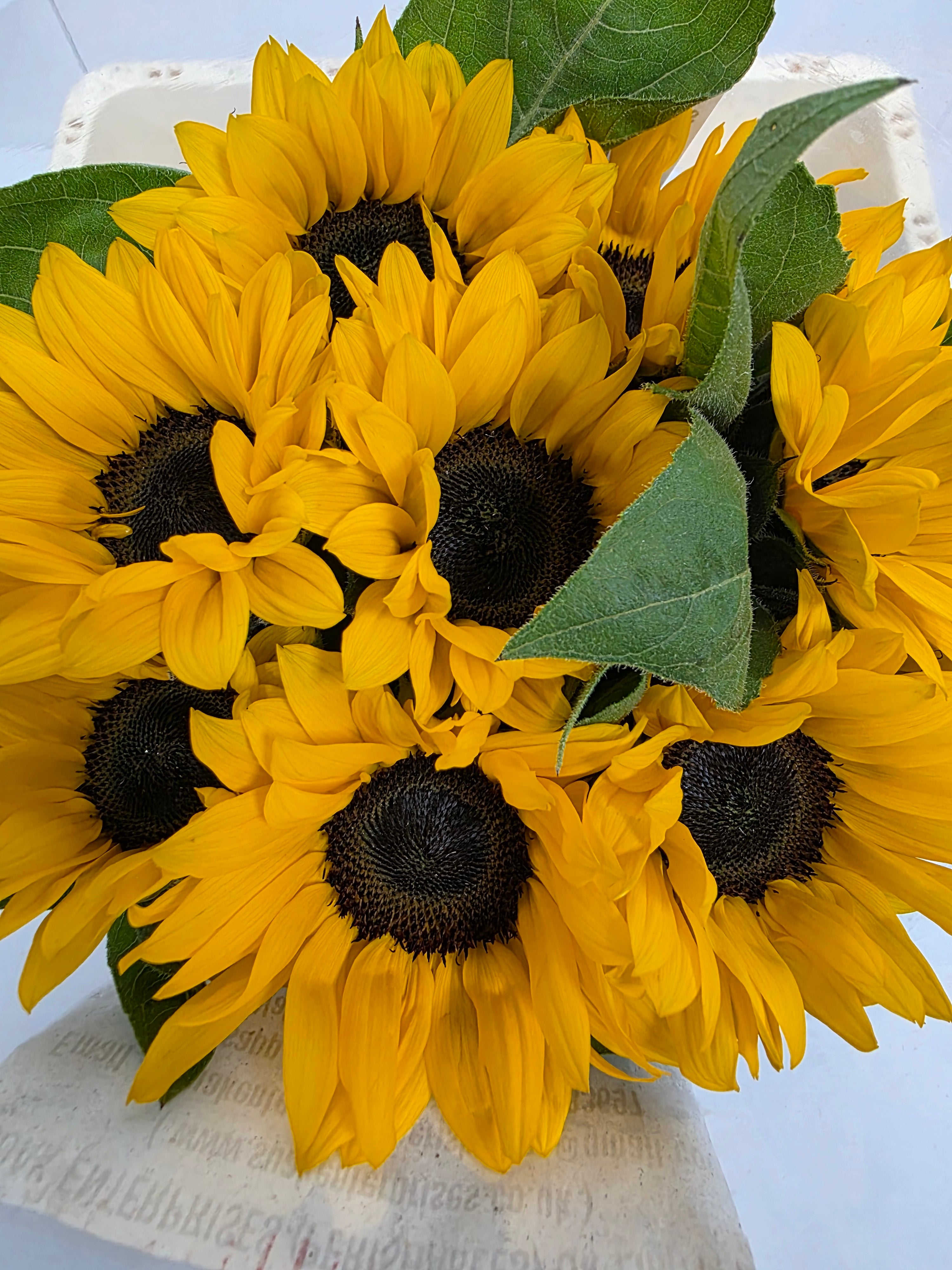 Farm Fresh Helianthus Import(Bunch of 10 stems, Length 65cm)