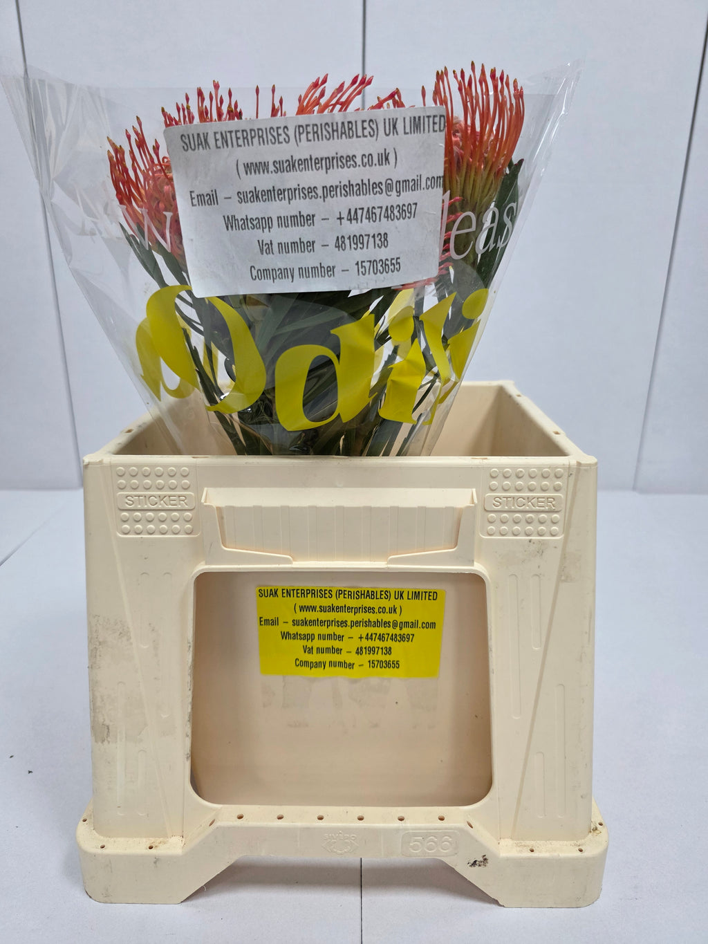 Farm Fresh Leucospermum Tango(Bunch of 10 stems, Length 40cm)