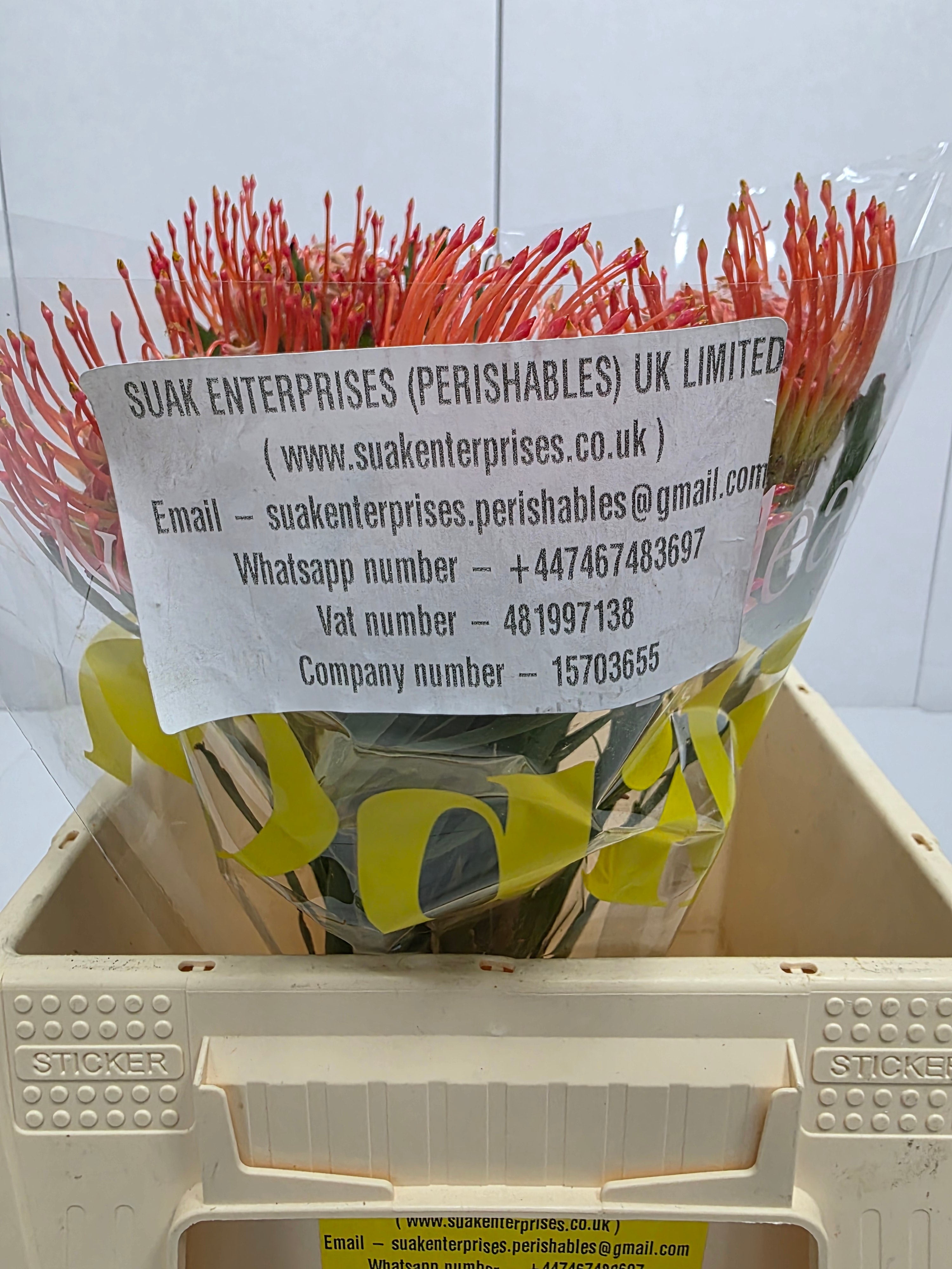 Farm Fresh Leucospermum Tango(Bunch of 10 stems, Length 40cm)