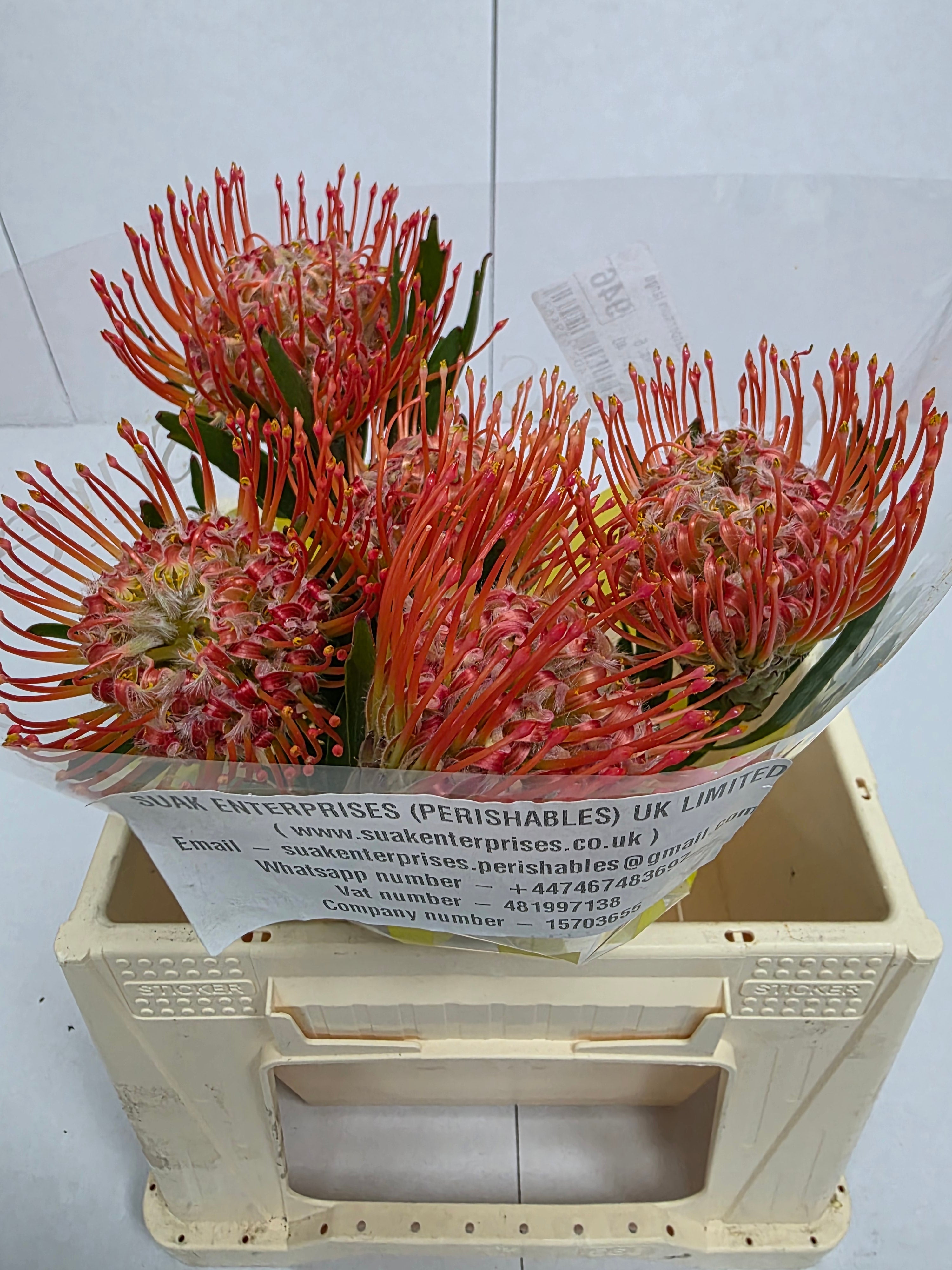 Farm Fresh Leucospermum Tango(Bunch of 10 stems, Length 40cm)