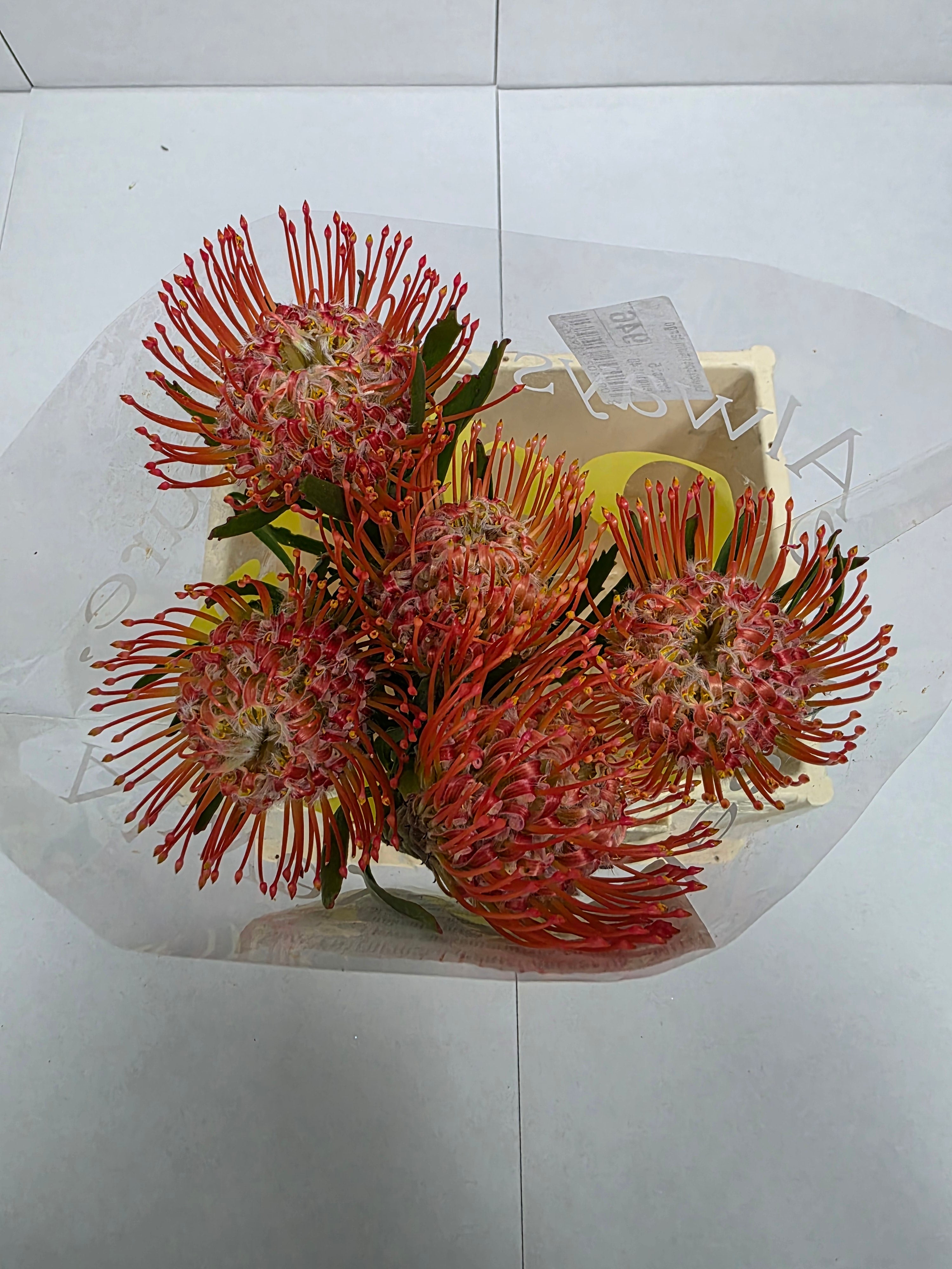 Farm Fresh Leucospermum Tango(Bunch of 10 stems, Length 40cm)