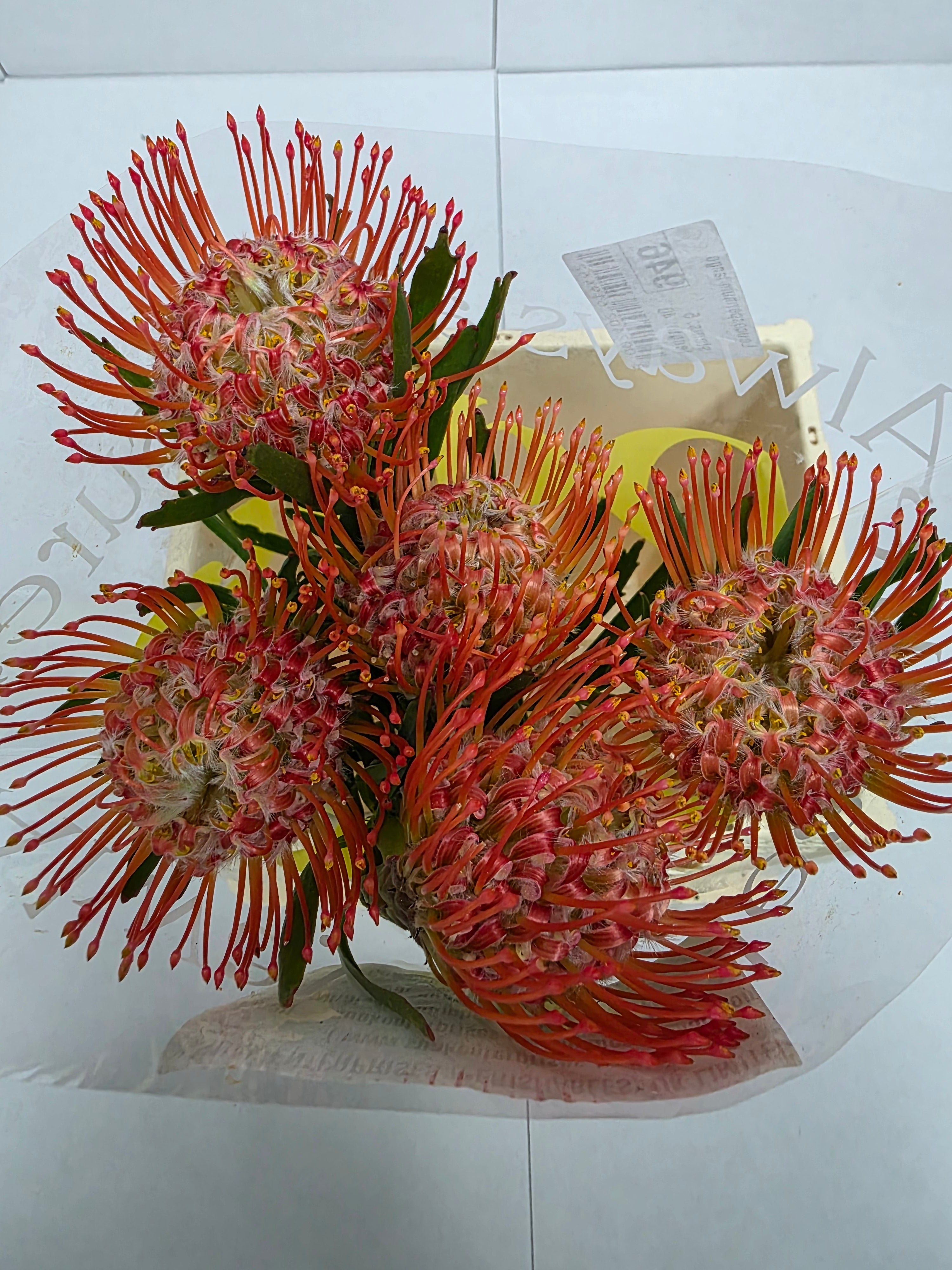 Farm Fresh Leucospermum Tango(Bunch of 10 stems, Length 40cm)