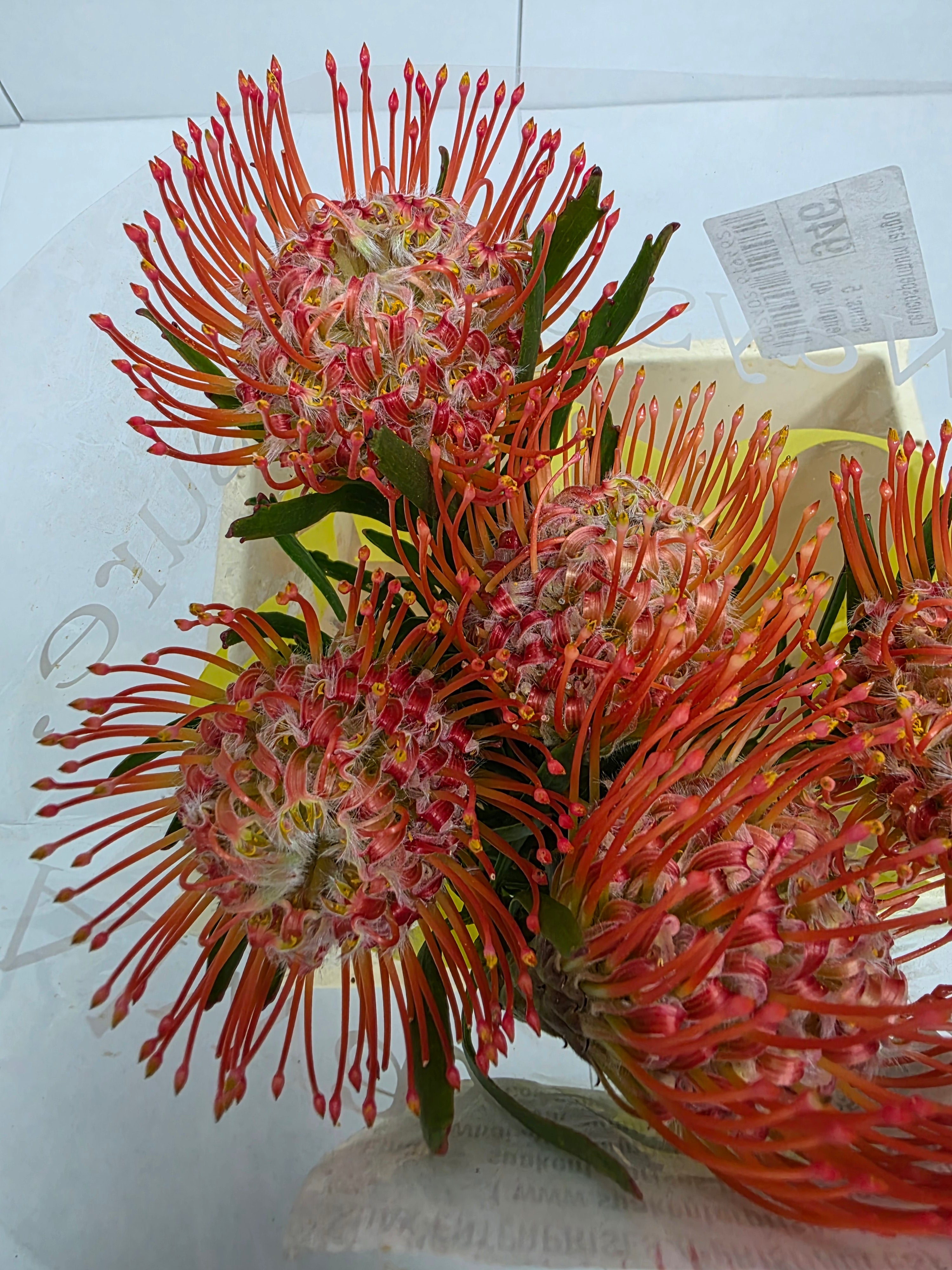 Farm Fresh Leucospermum Tango(Bunch of 10 stems, Length 40cm)