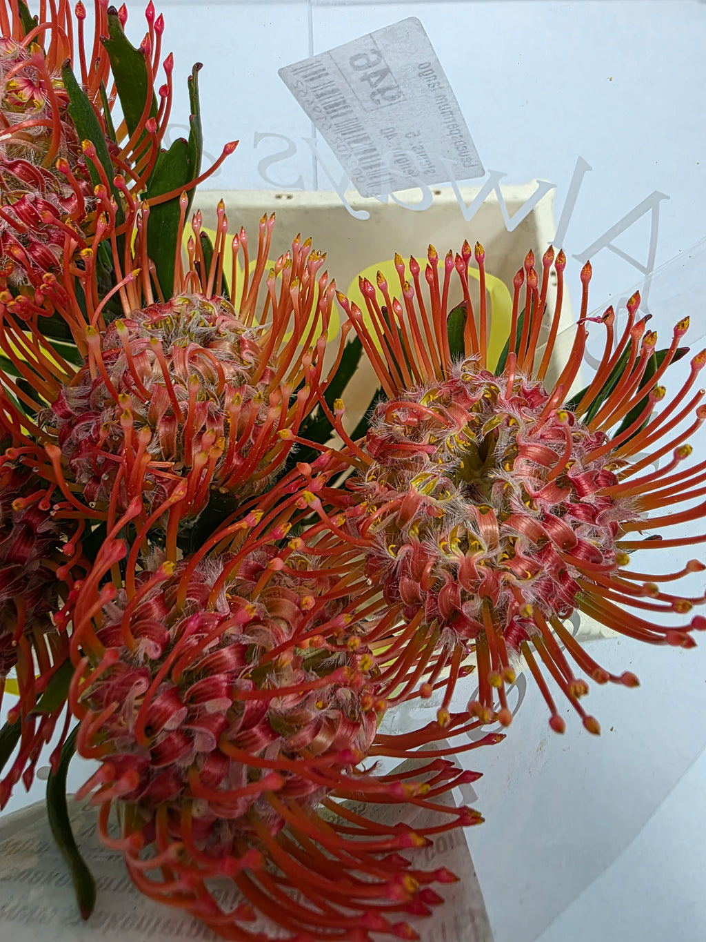 Farm Fresh Leucospermum Tango(Bunch of 10 stems, Length 40cm)