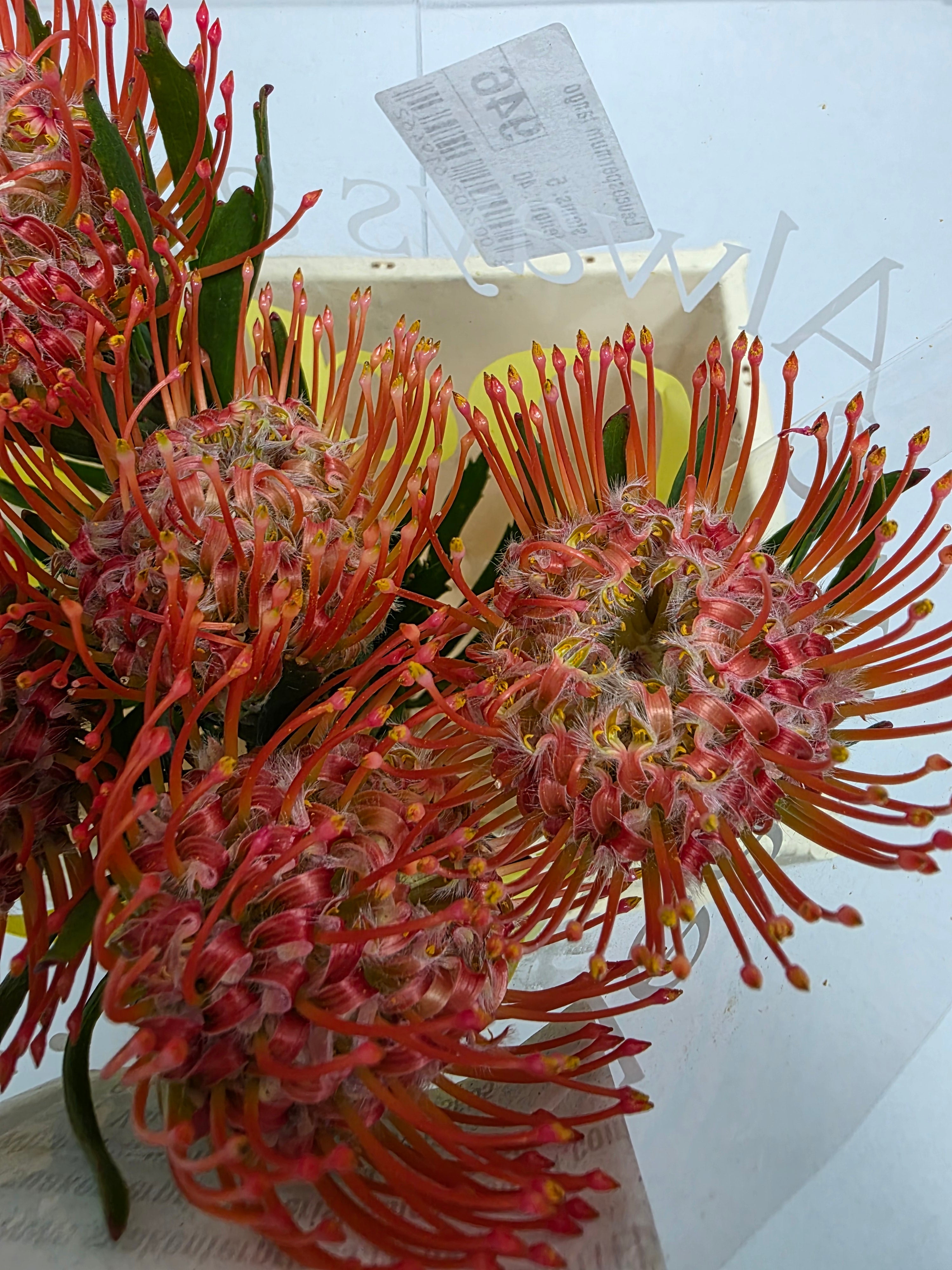 Farm Fresh Leucospermum Tango(Bunch of 10 stems, Length 40cm)