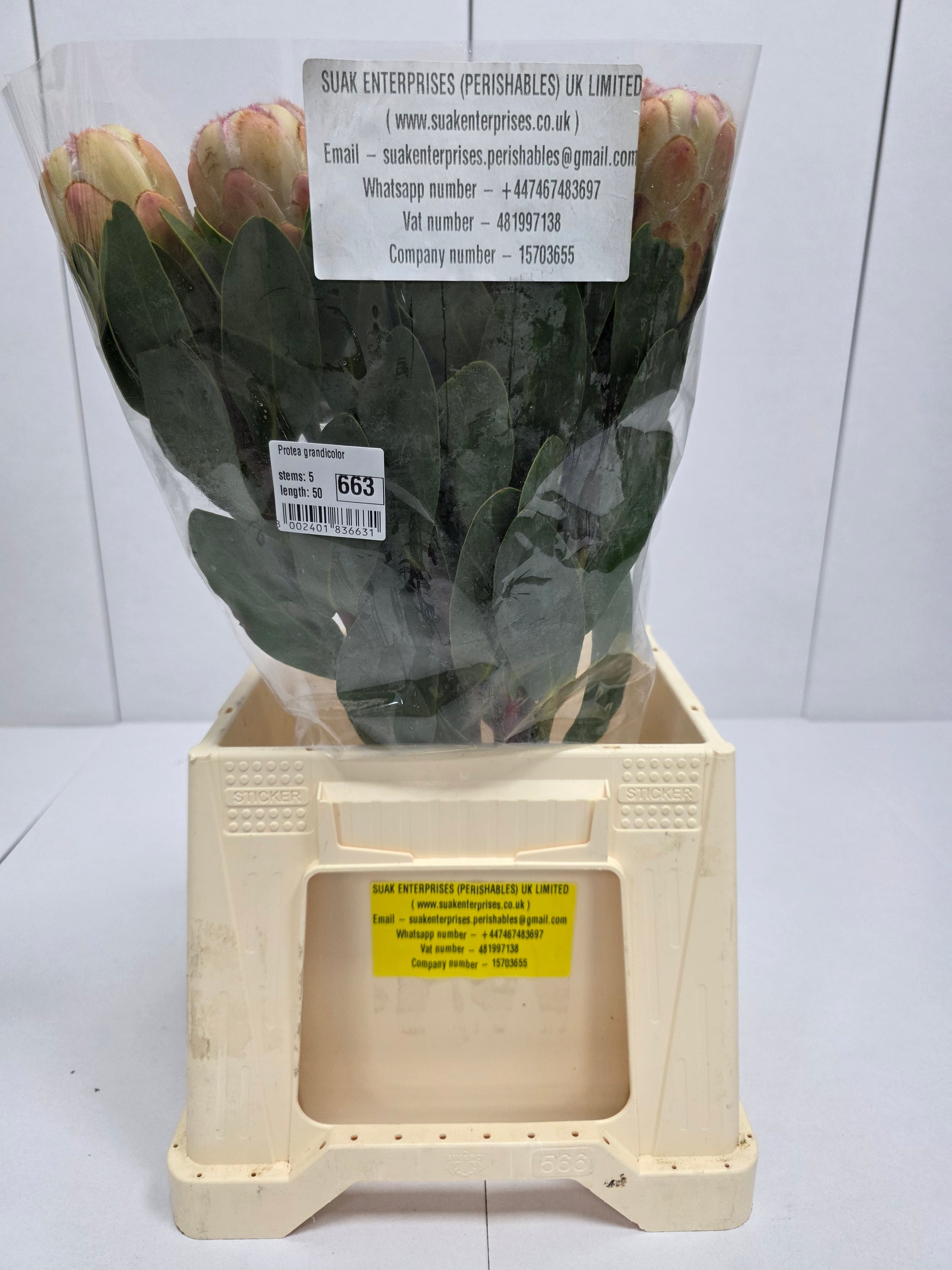 Farm Fresh Protrea Grandicolor (Bunch of 10 stems, Length 50cm)