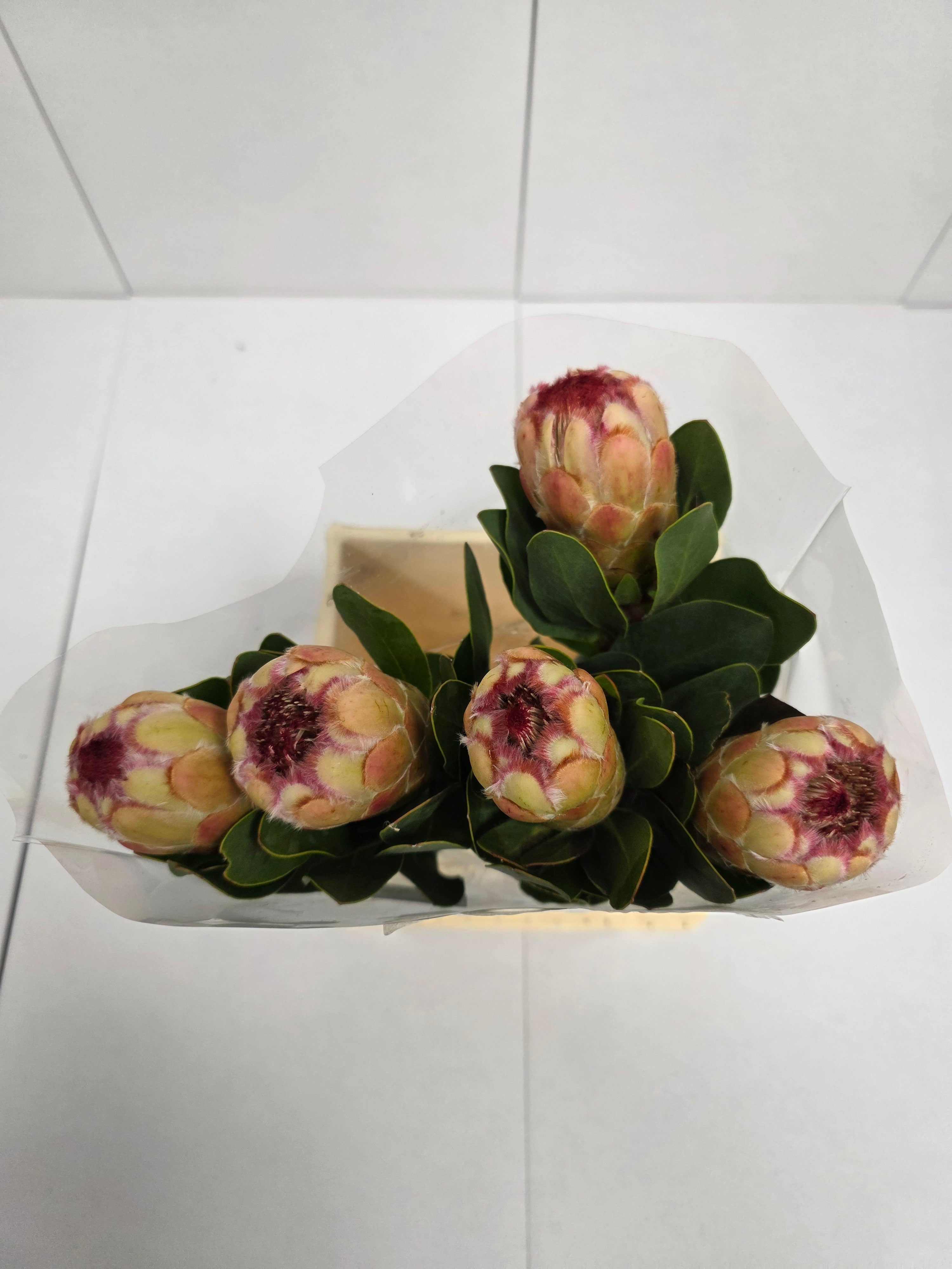 Farm Fresh Protrea Grandicolor (Bunch of 10 stems, Length 50cm)