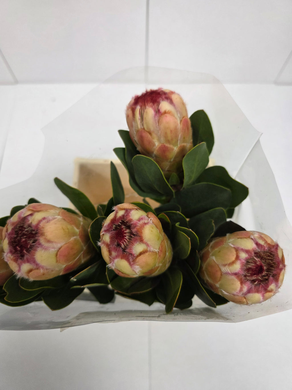 Farm Fresh Protrea Grandicolor (Bunch of 10 stems, Length 50cm)