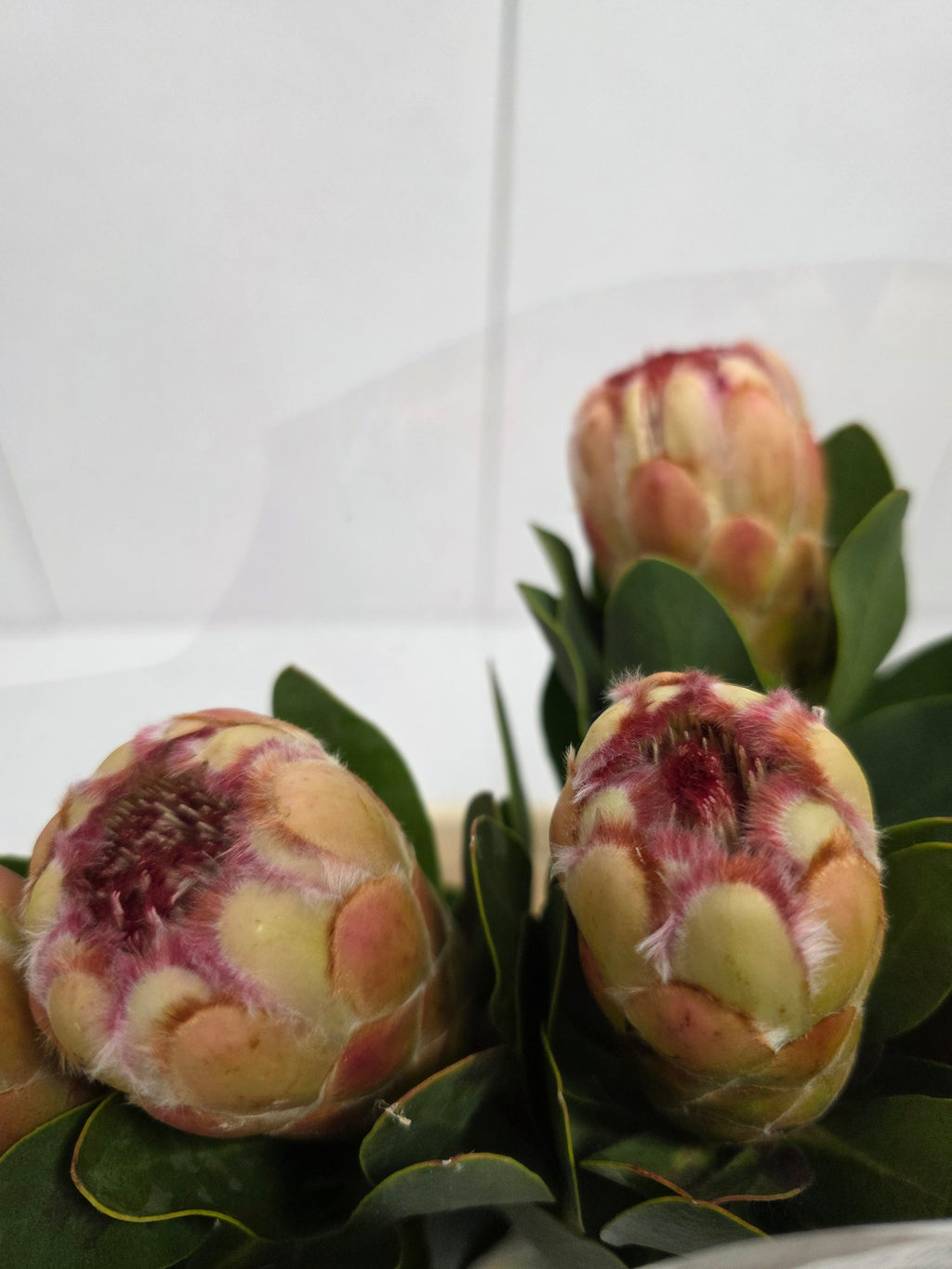 Farm Fresh Protrea Grandicolor (Bunch of 10 stems, Length 50cm)