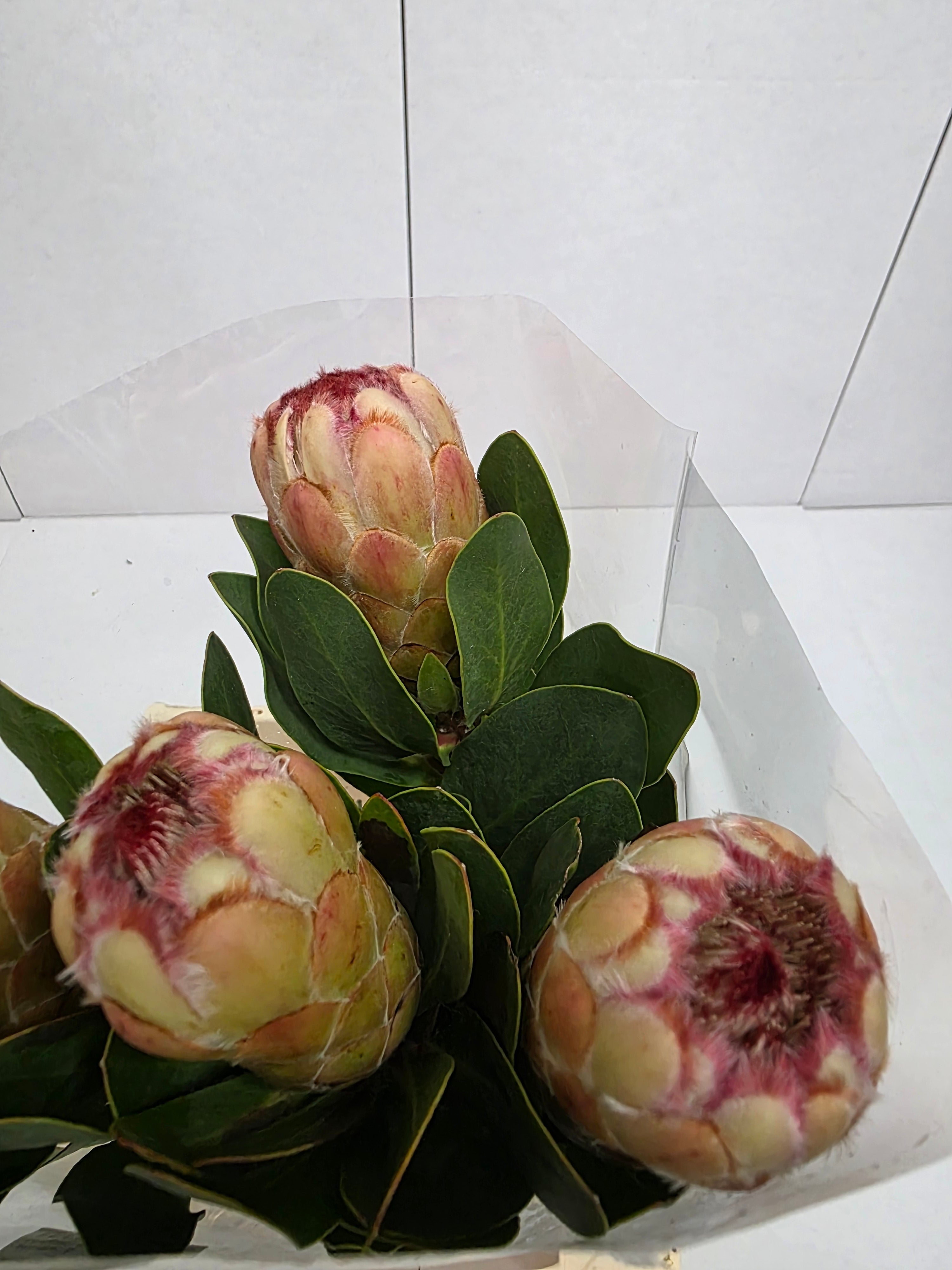 Farm Fresh Protrea Grandicolor (Bunch of 10 stems, Length 50cm)