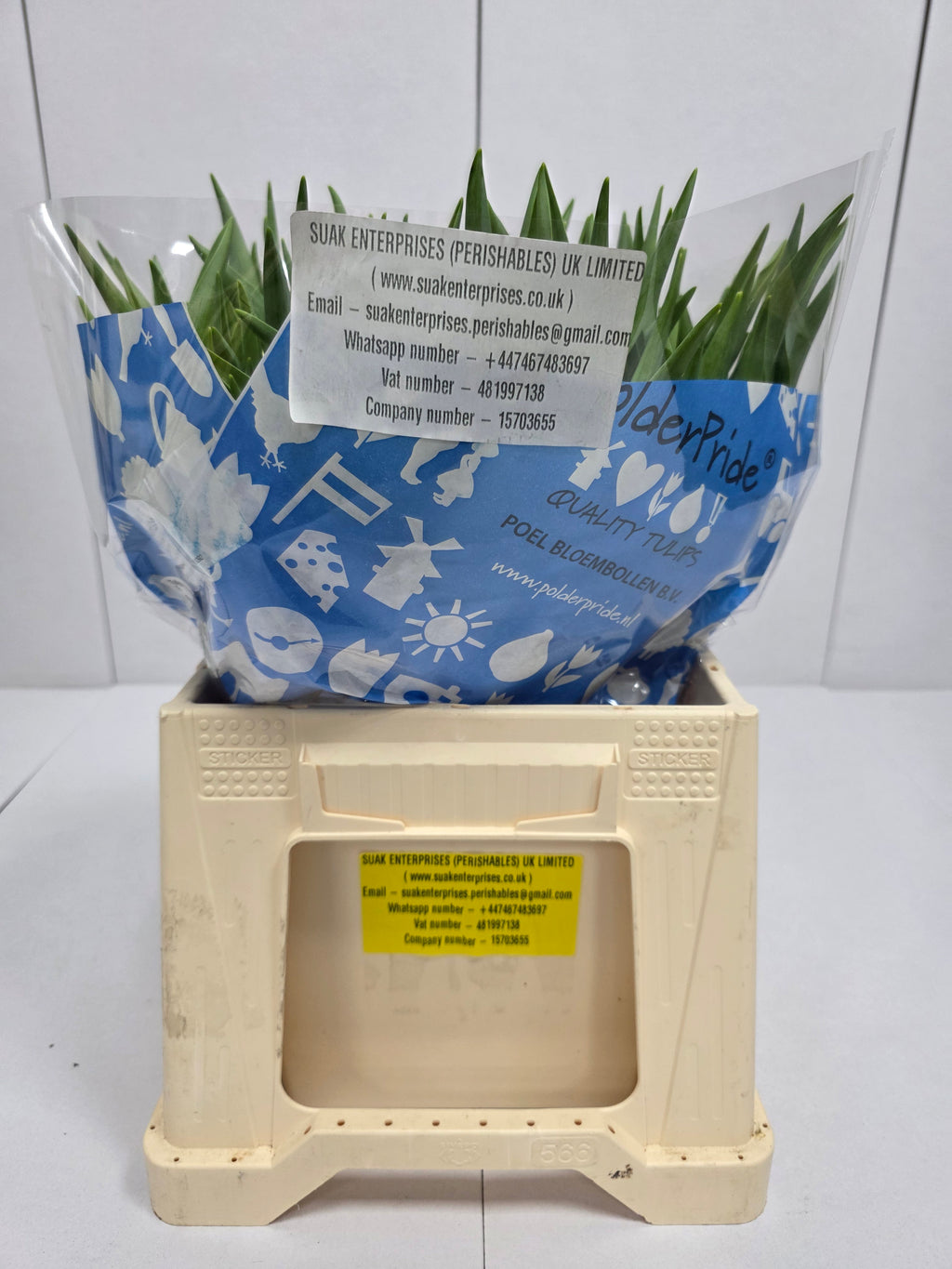 Farm Fresh Tulipa Du Avant Garde ( Bunch of 50stems, Length 36cm)