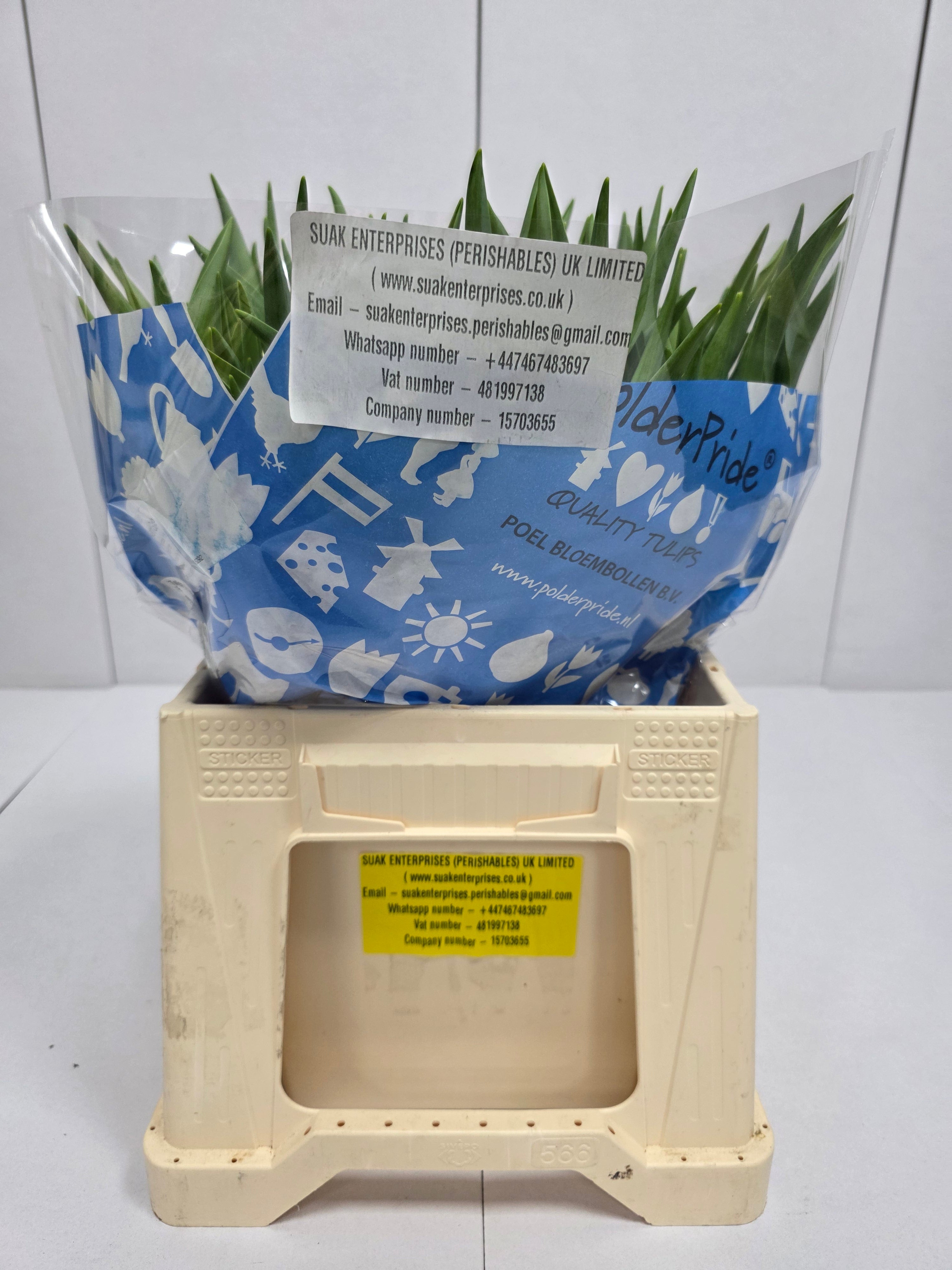Farm Fresh Tulipa Du Avant Garde ( Bunch of 50stems, Length 36cm)