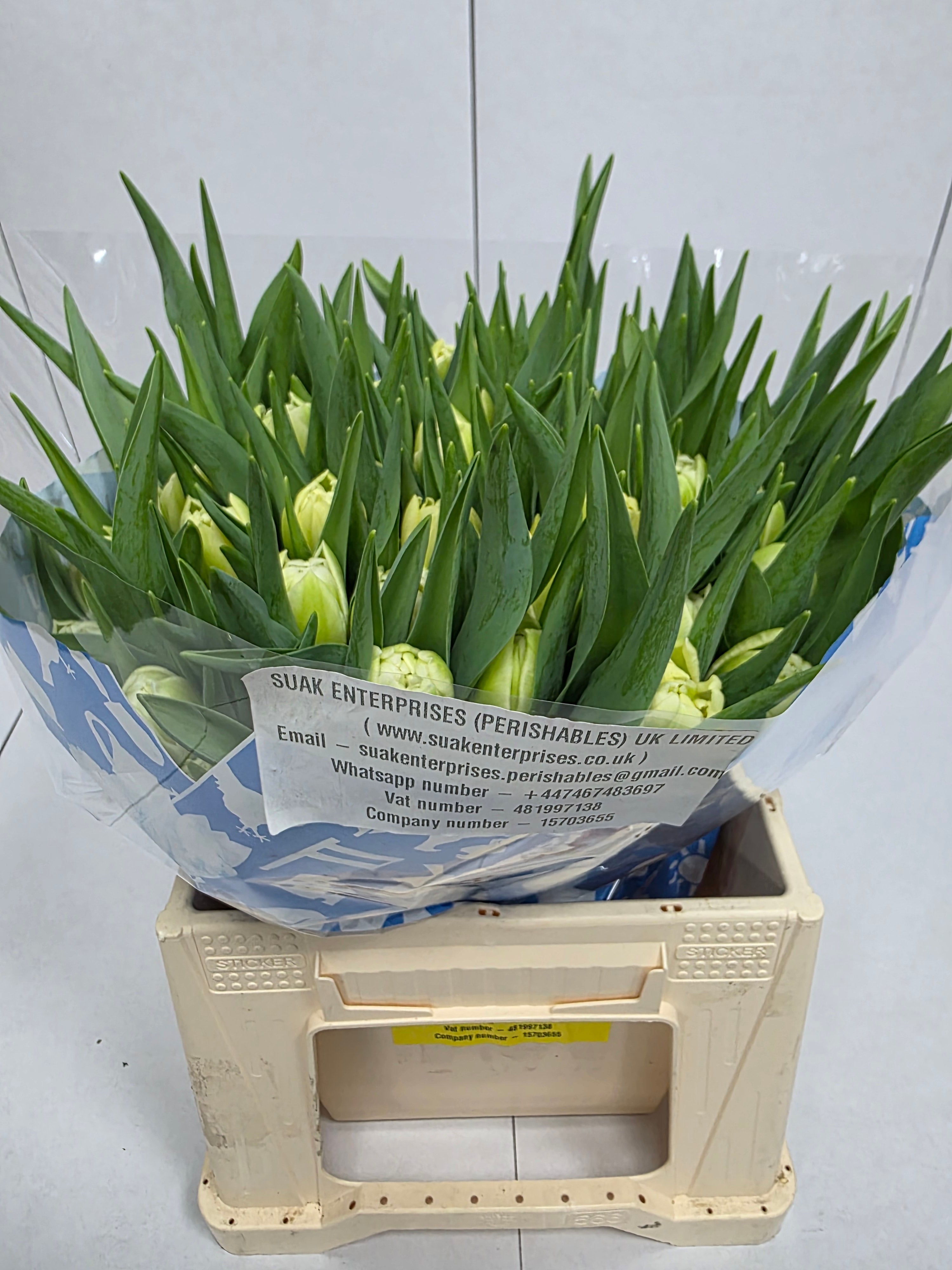 Farm Fresh Tulipa Du Avant Garde ( Bunch of 50stems, Length 36cm)