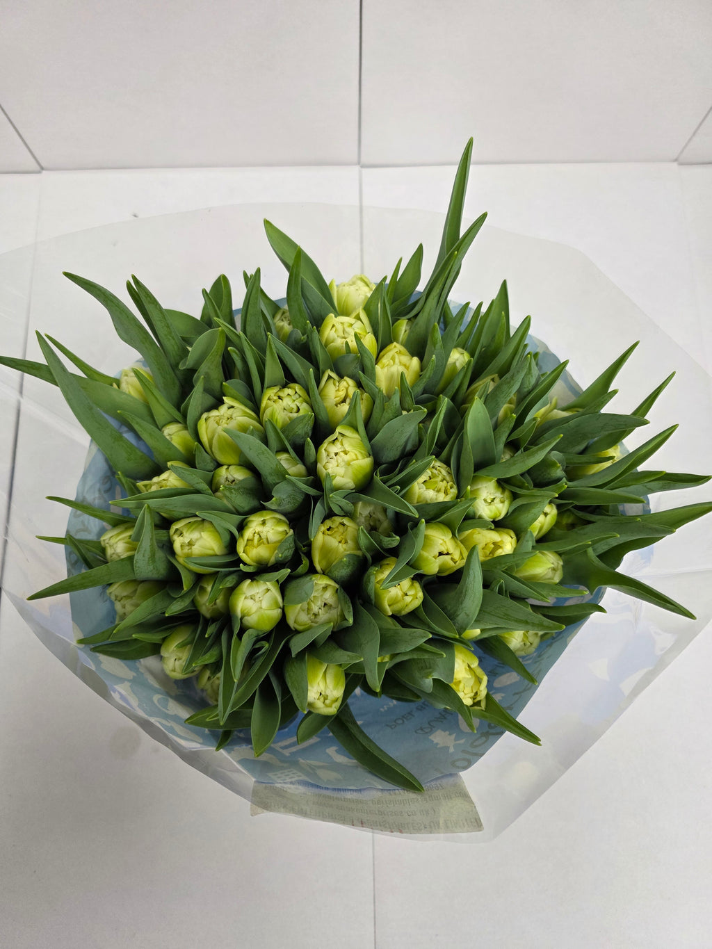 Farm Fresh Tulipa Du Avant Garde ( Bunch of 50stems, Length 36cm)
