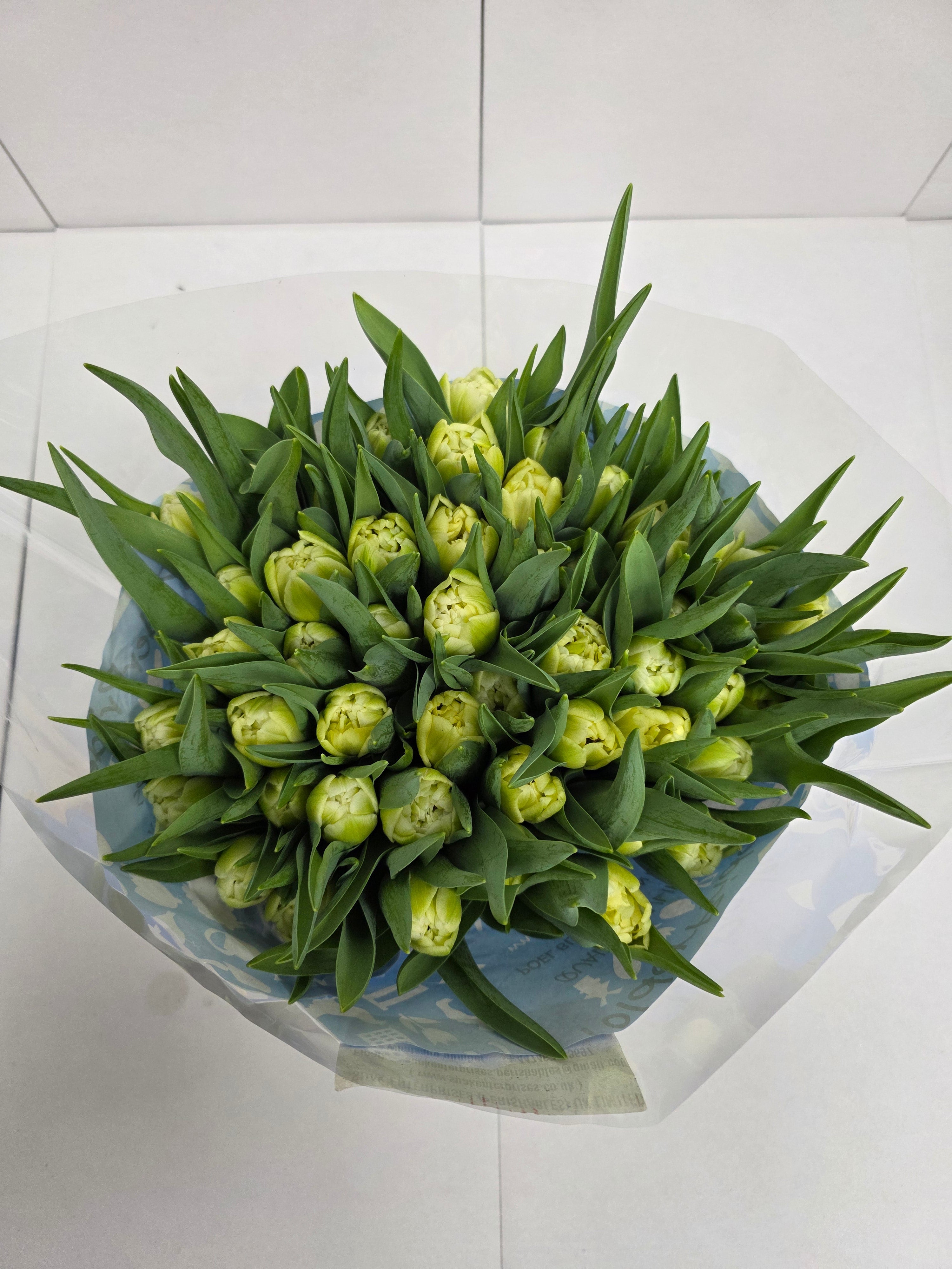 Farm Fresh Tulipa Du Avant Garde ( Bunch of 50stems, Length 36cm)