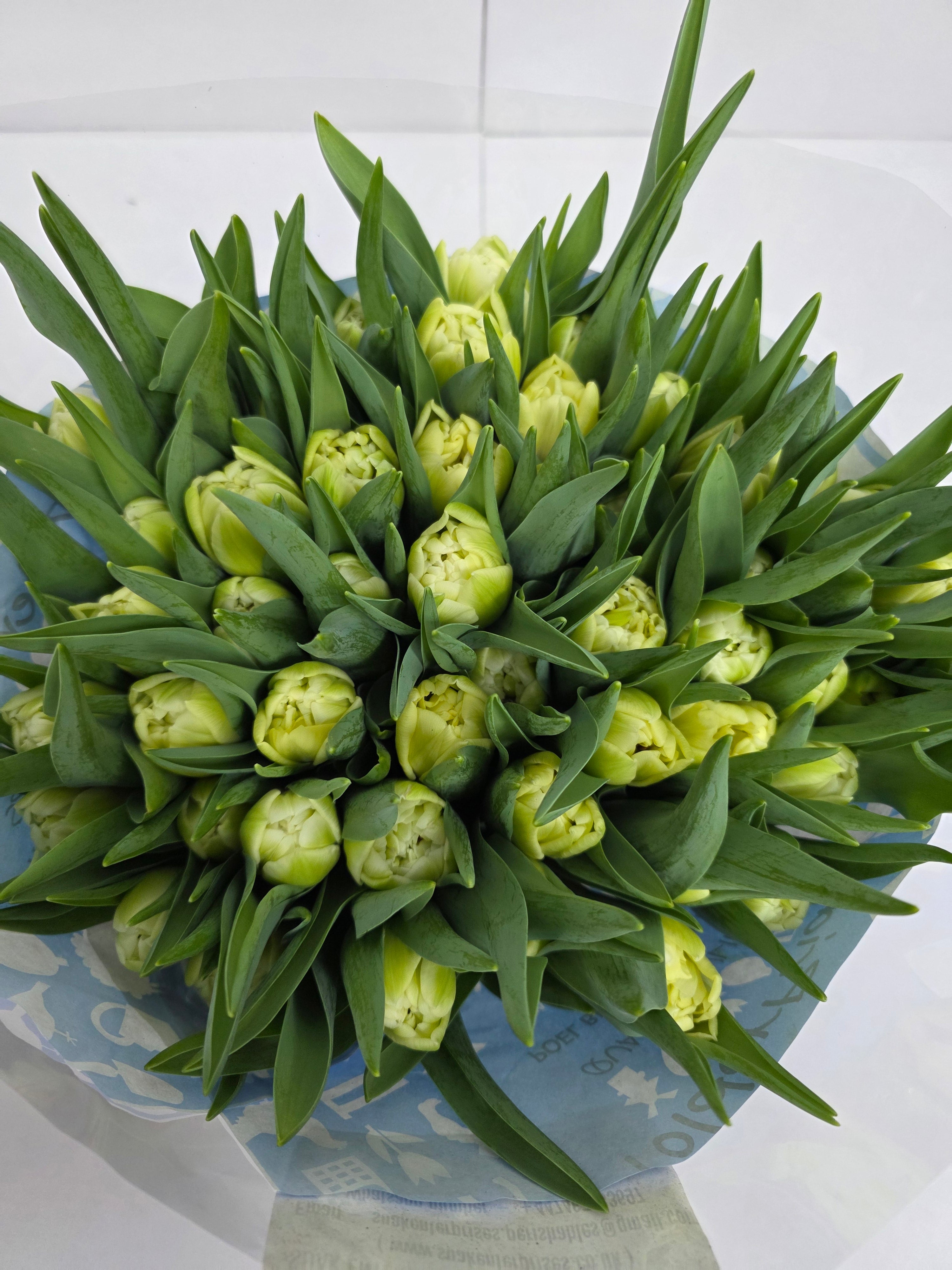 Farm Fresh Tulipa Du Avant Garde ( Bunch of 50stems, Length 36cm)