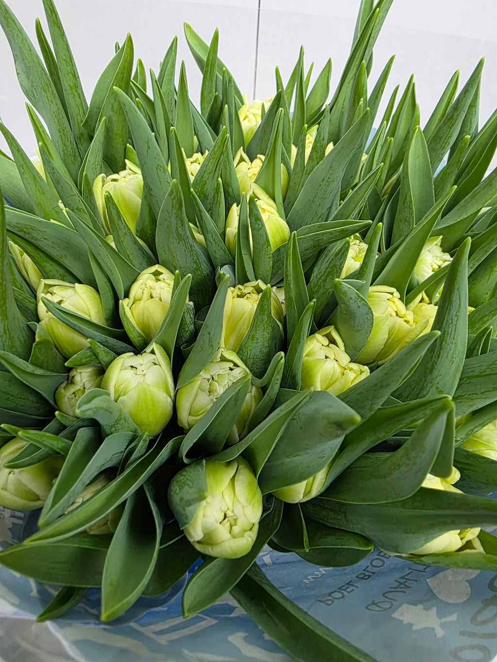 Farm Fresh Tulipa Du Avant Garde ( Bunch of 50stems, Length 36cm)