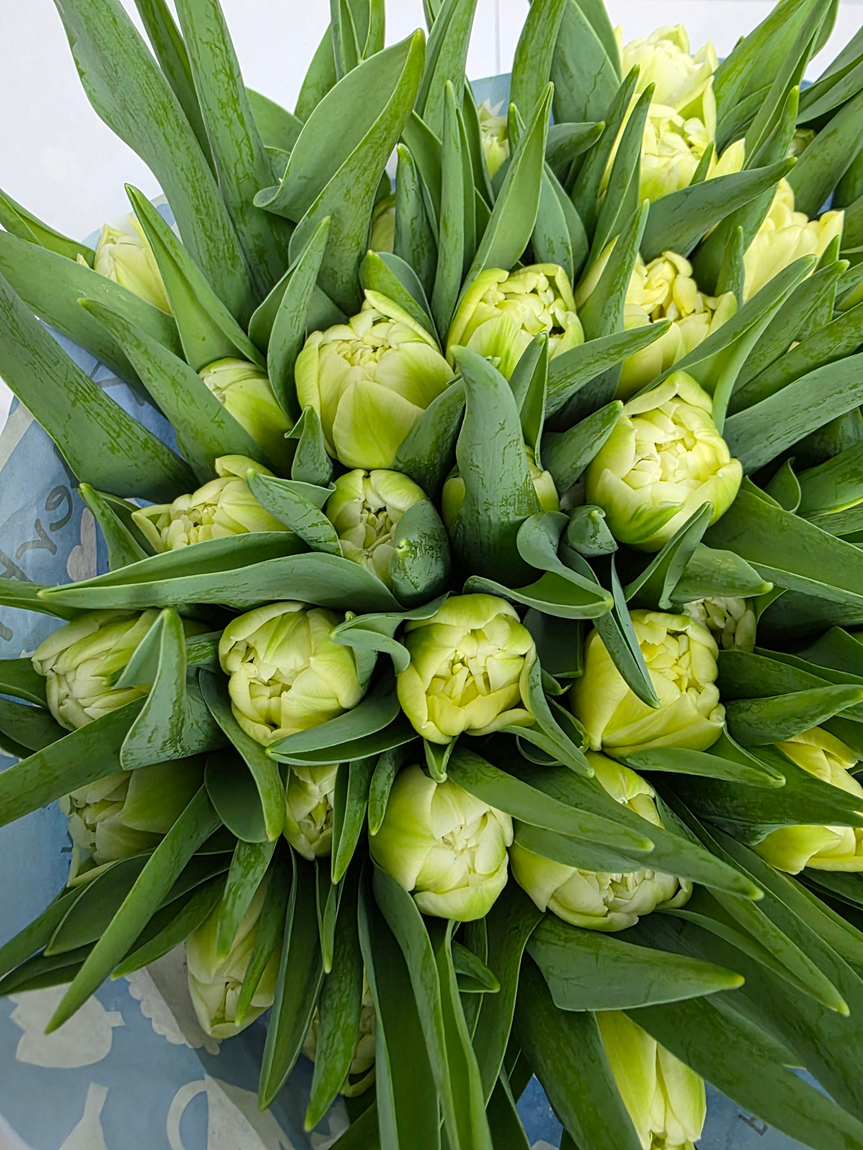 Farm Fresh Tulipa Du Avant Garde ( Bunch of 50stems, Length 36cm)