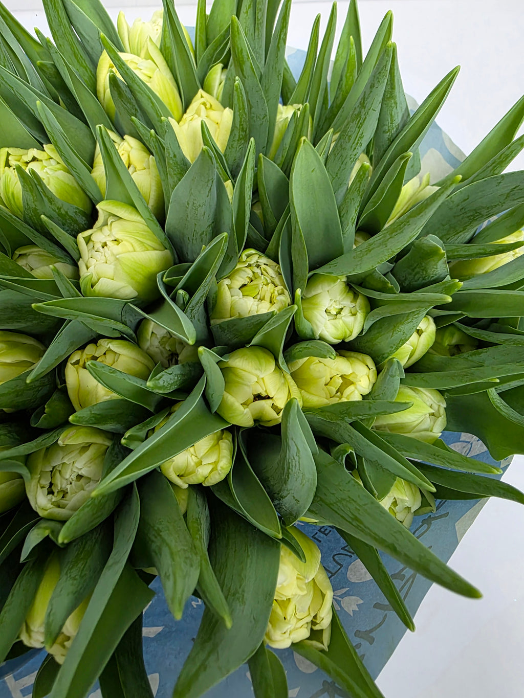 Farm Fresh Tulipa Du Avant Garde ( Bunch of 50stems, Length 36cm)