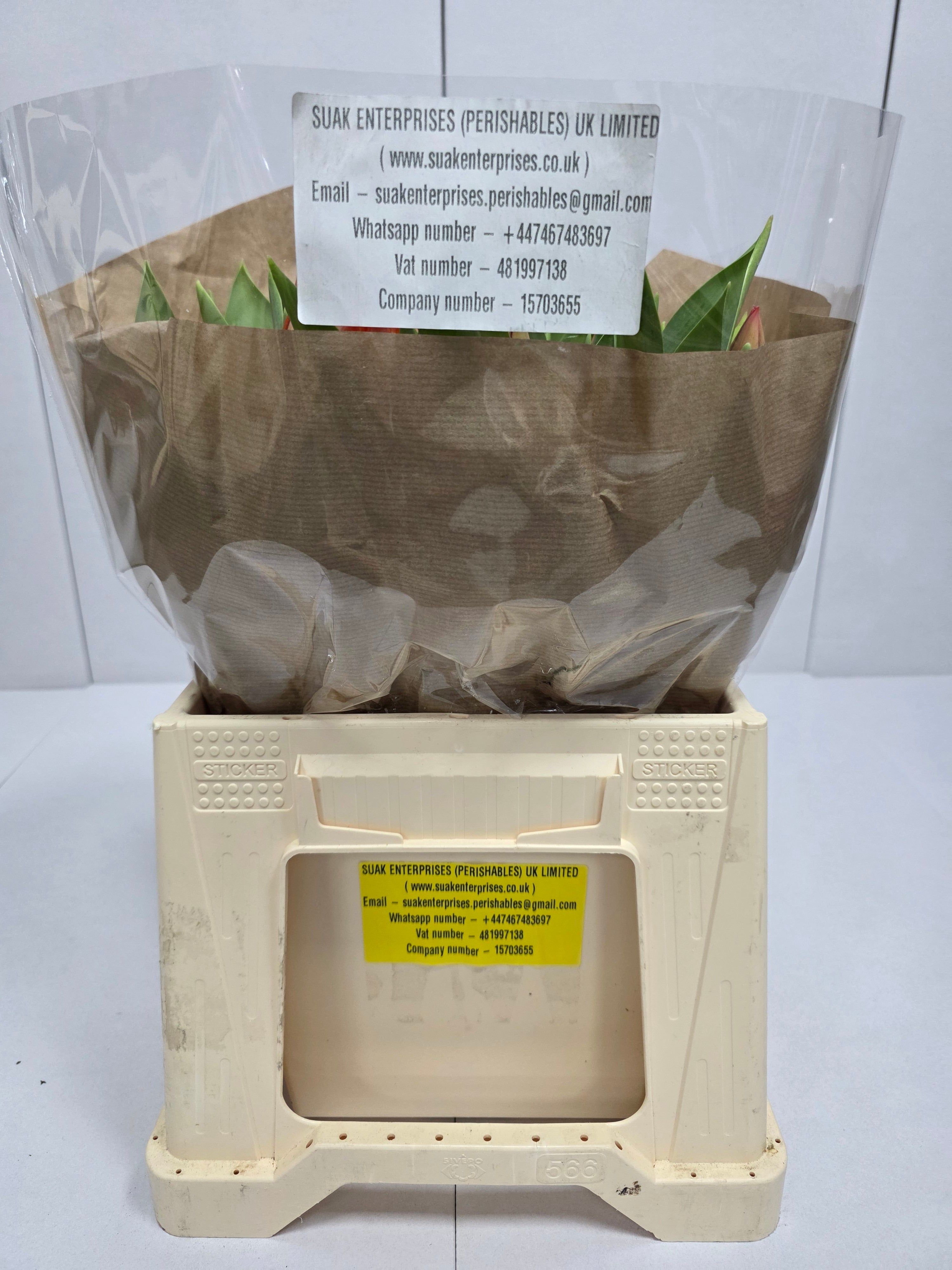 Farm Fresh Tulipa En Ad Rem( Bunch of 50stems, Length 38cm)